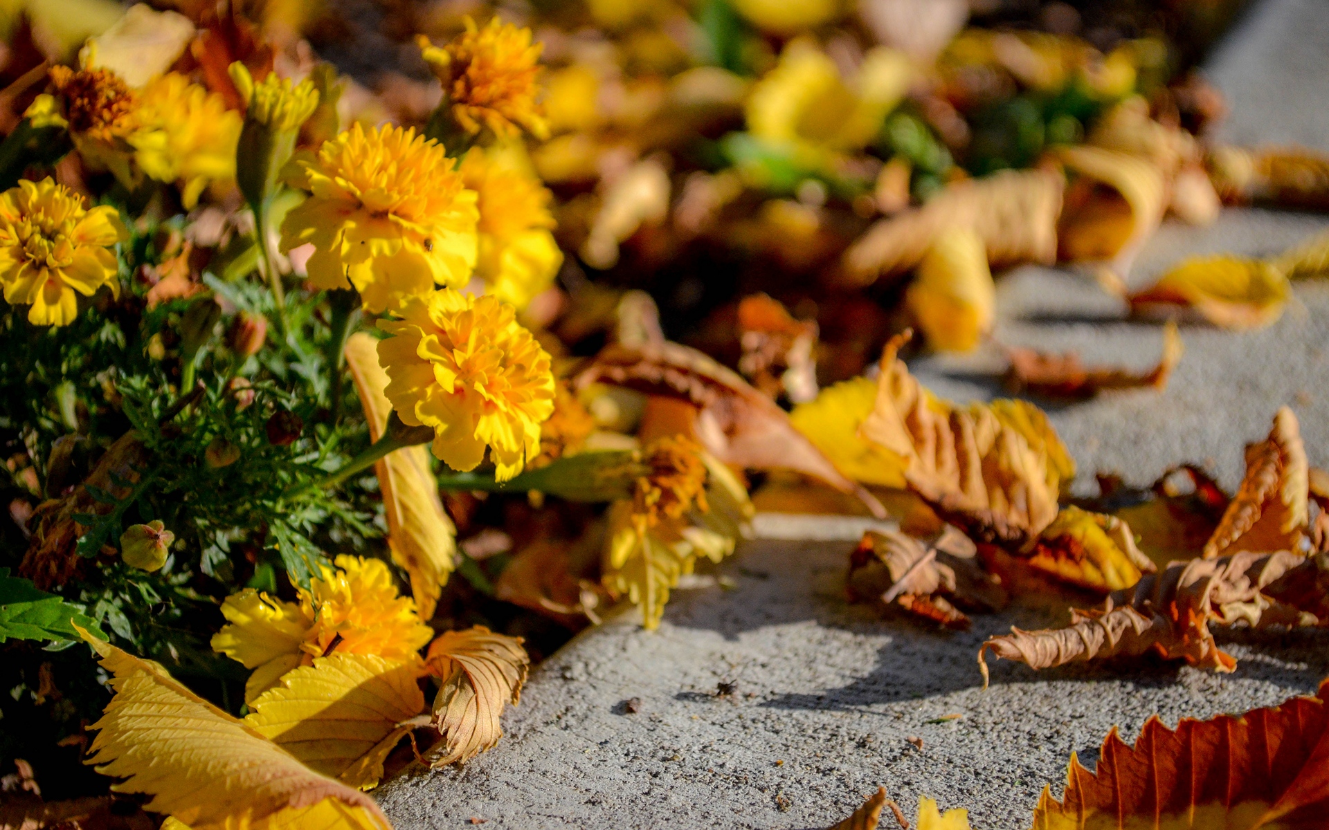 Обои цветы, листья, осень, асфальт, flowers, leaves, autumn, asphalt разрешение 1920x1200 Загрузить