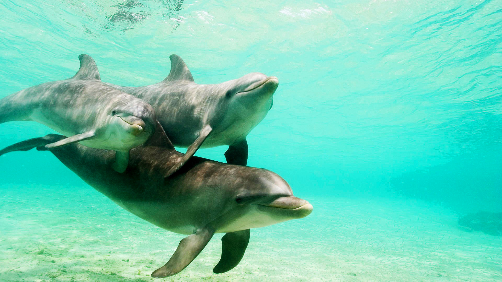 Обои вода, природа, море, семья, дельфины, water, nature, sea, family, dolphins разрешение 1920x1080 Загрузить