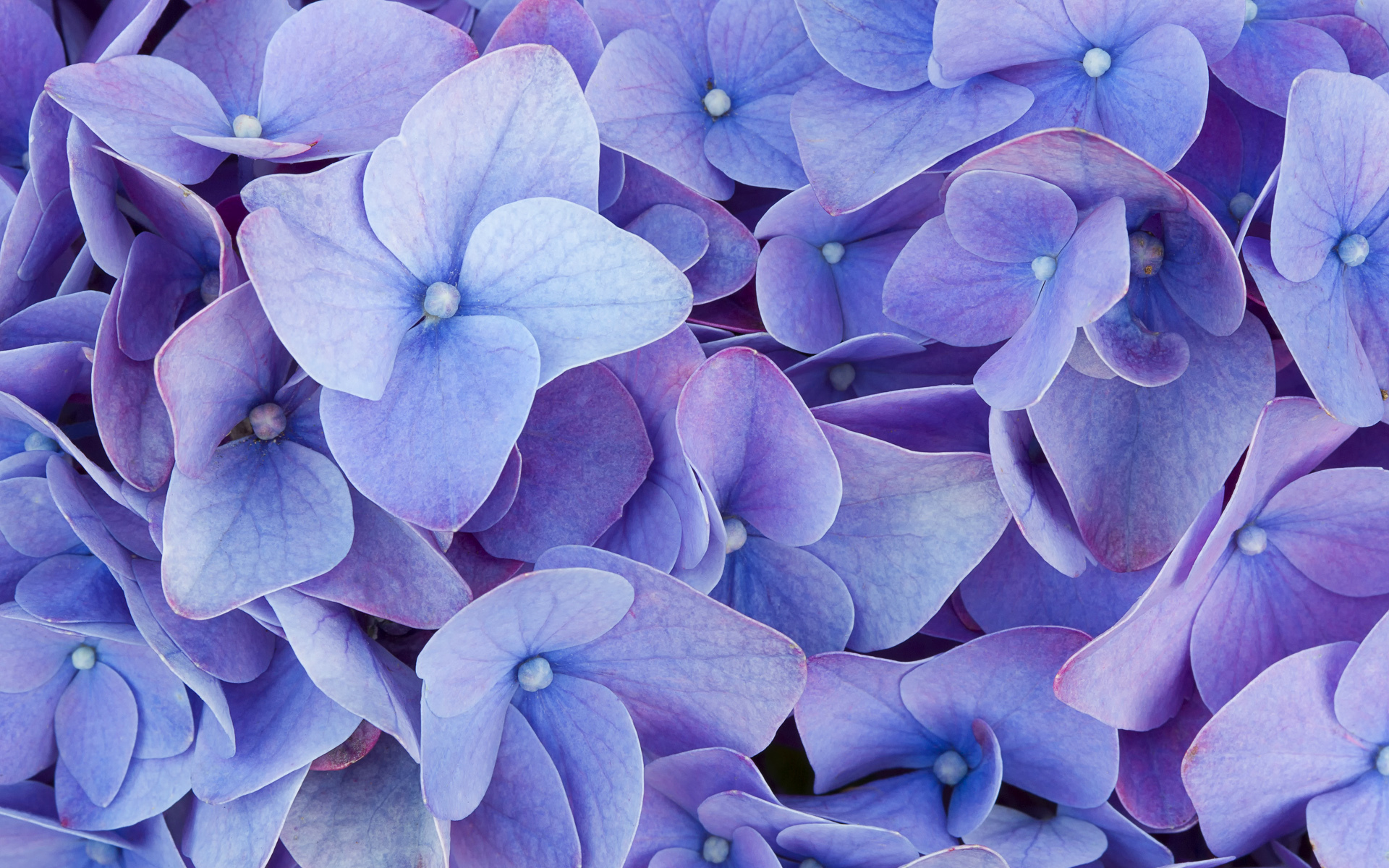 Обои цветы, макро, голубые, гортензия, flowers, macro, blue, hydrangea разрешение 1920x1200 Загрузить