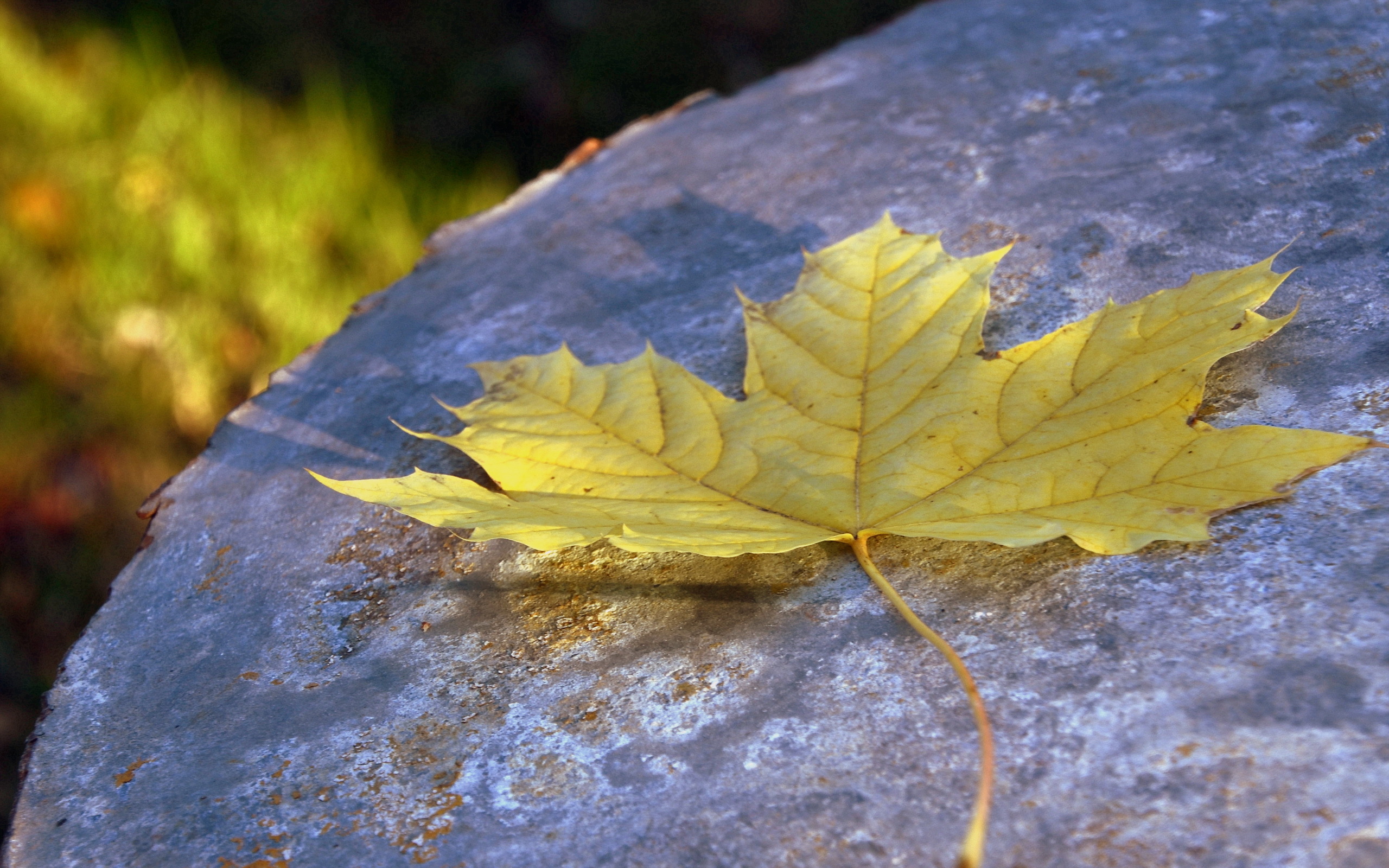 Легкий желтый лист. Листья. Осень листья. Желтый лист. Осенние листья на земле.