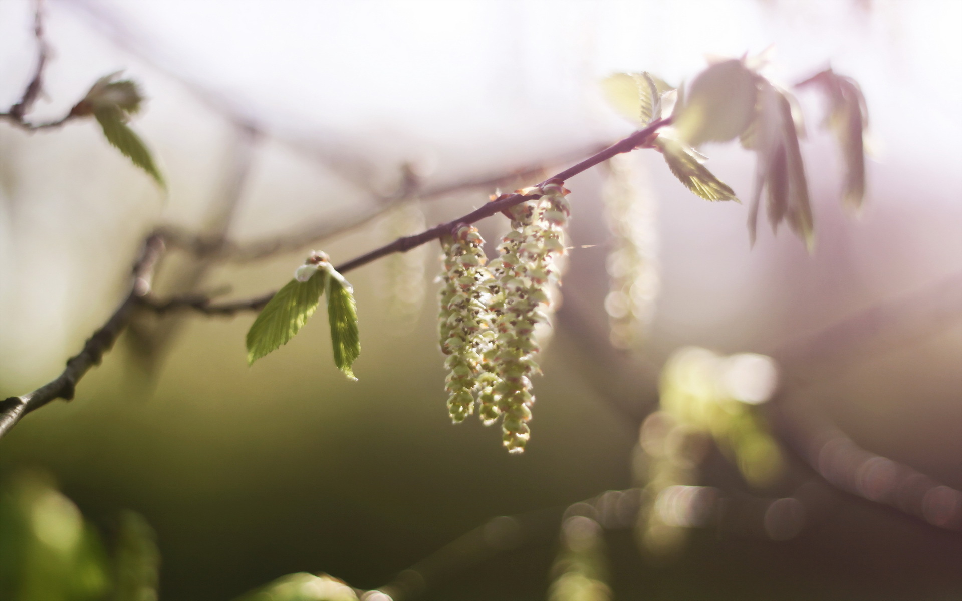 Обои ветка, природа, цветение, макро, весна, береза, сережки, branch, nature, flowering, macro, spring, birch, earrings разрешение 1920x1200 Загрузить