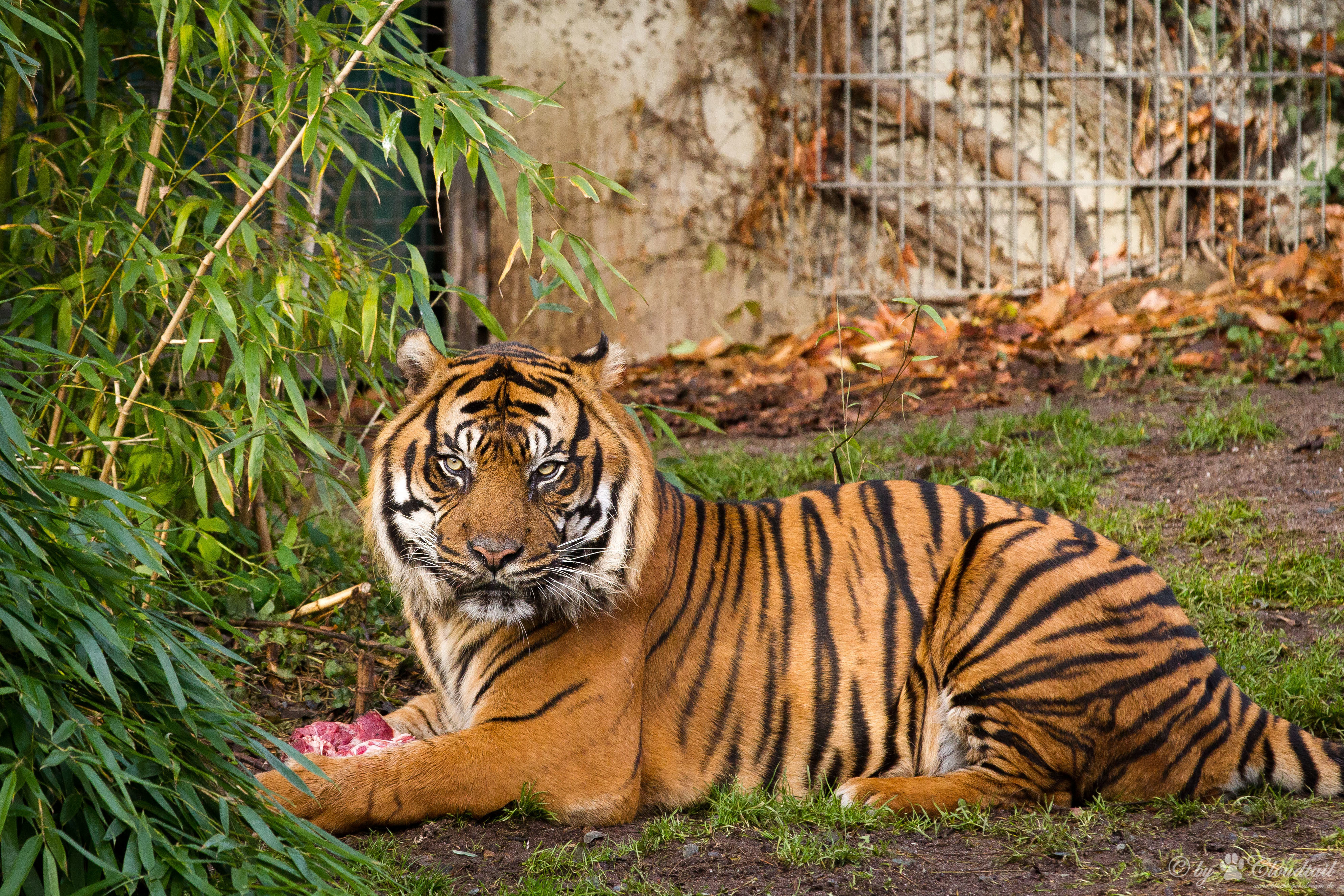 Обои тигр, природа, хищник, суматранский, tiger, nature, predator, sumatran разрешение 3976x2650 Загрузить