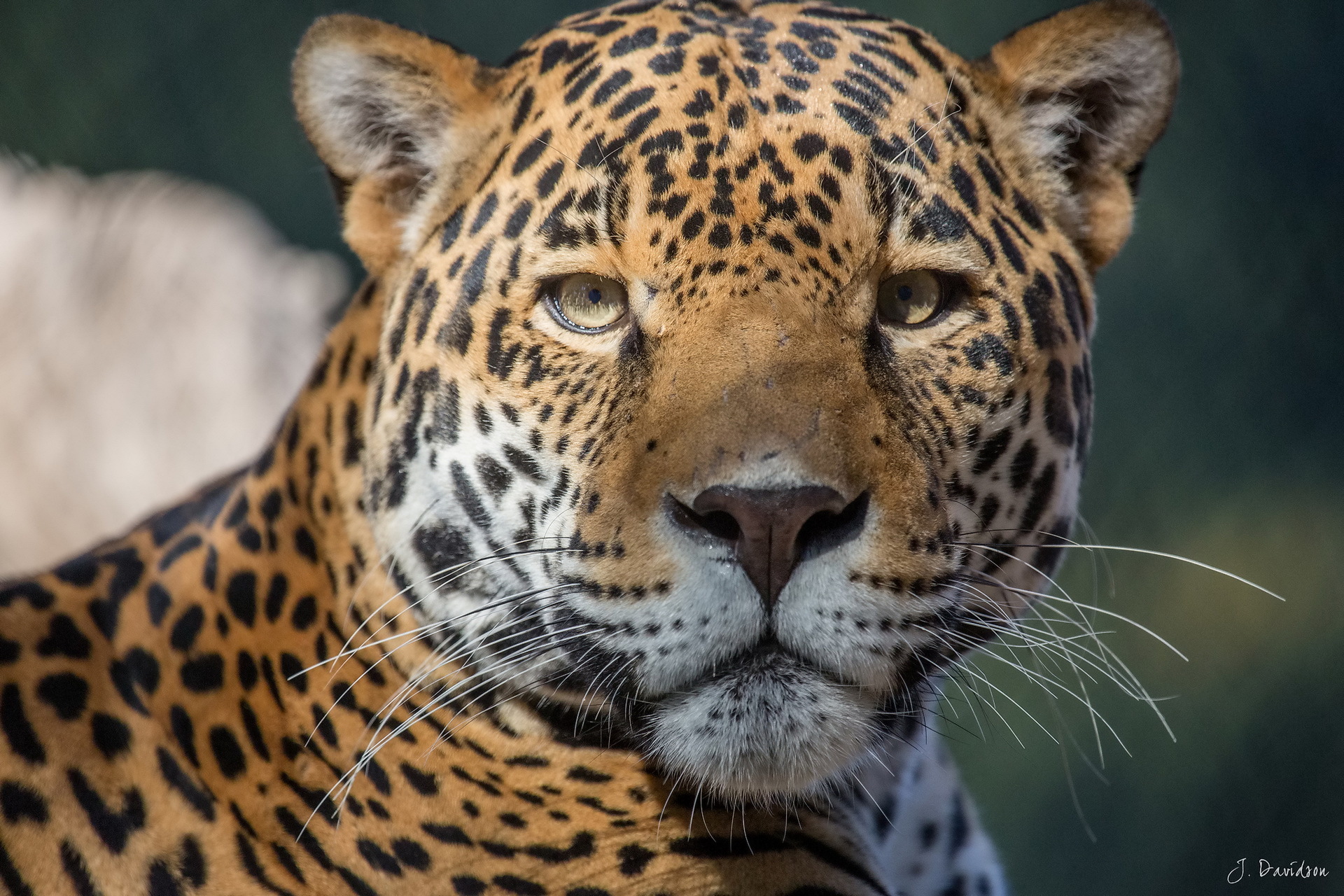 Обои морда, усы, хищник, ягуар, face, mustache, predator, jaguar разрешение 1920x1280 Загрузить