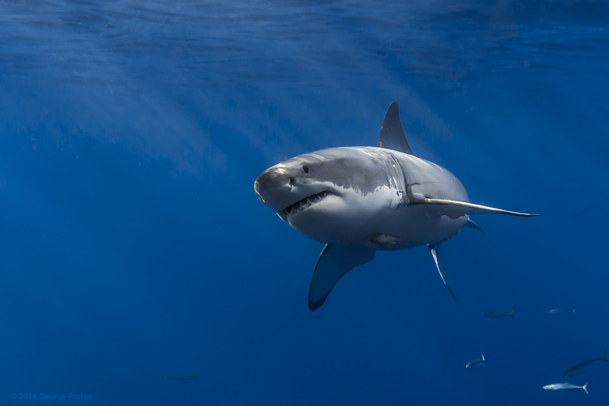 Белая акула 10 букв сканворд. Carcharodon carcharias. Белоголовая акула. Белая акула. Большая белая акула.