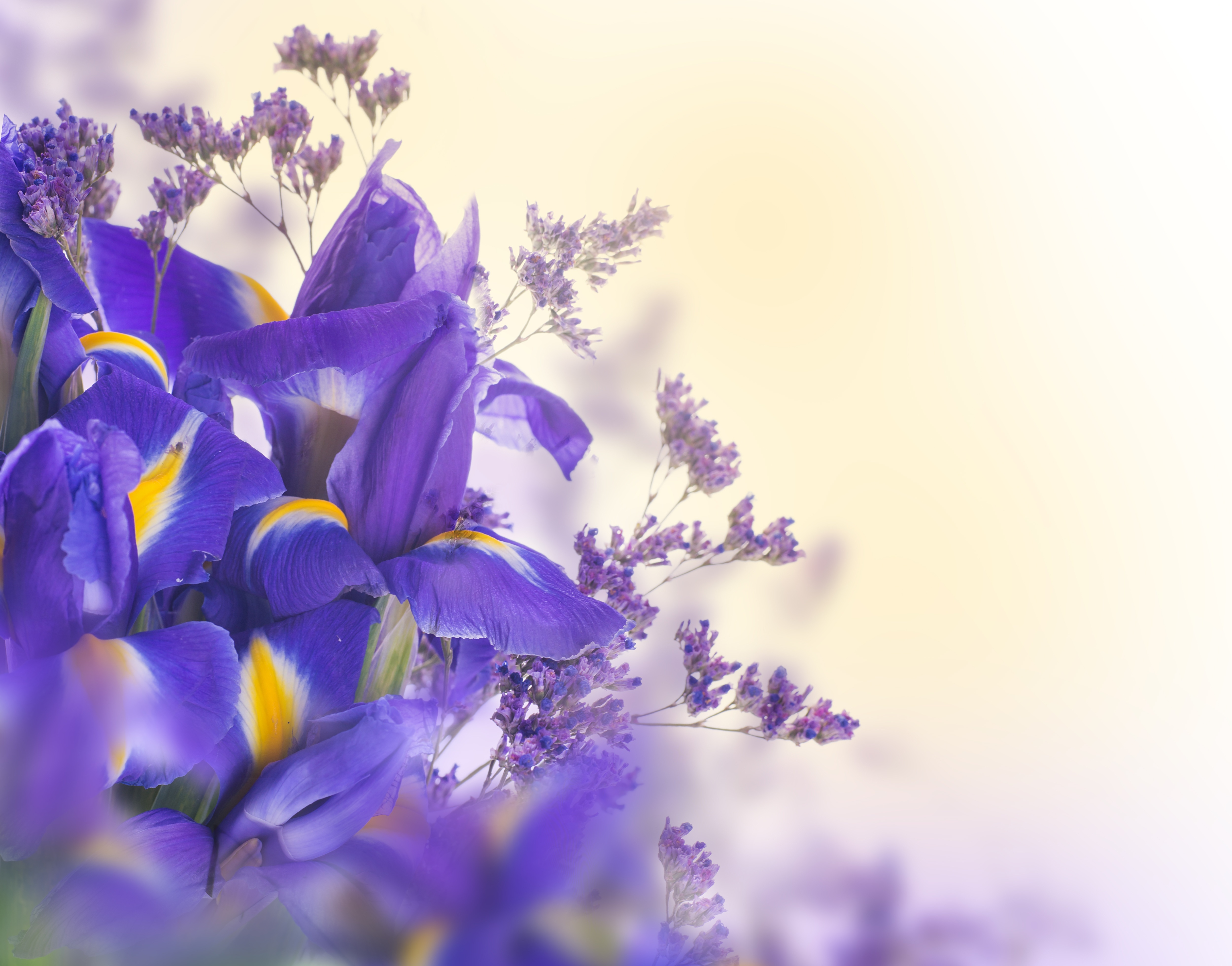 Обои цветы, букет, ирисы, flowers, bouquet, irises разрешение 5000x3922 Загрузить