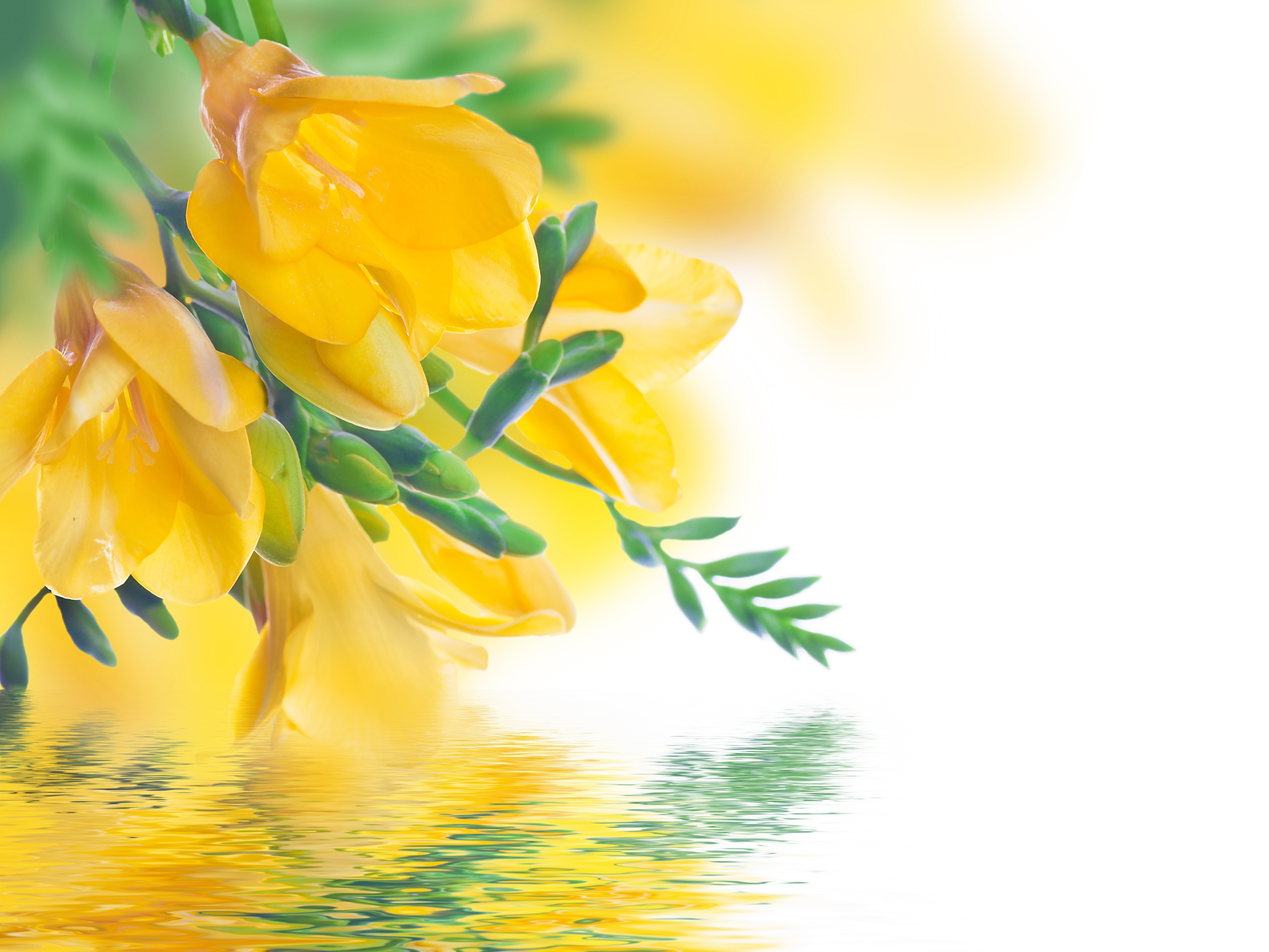 Обои цветы, отражение, желтые, фрезия, flowers, reflection, yellow, freesia разрешение 4000x3003 Загрузить
