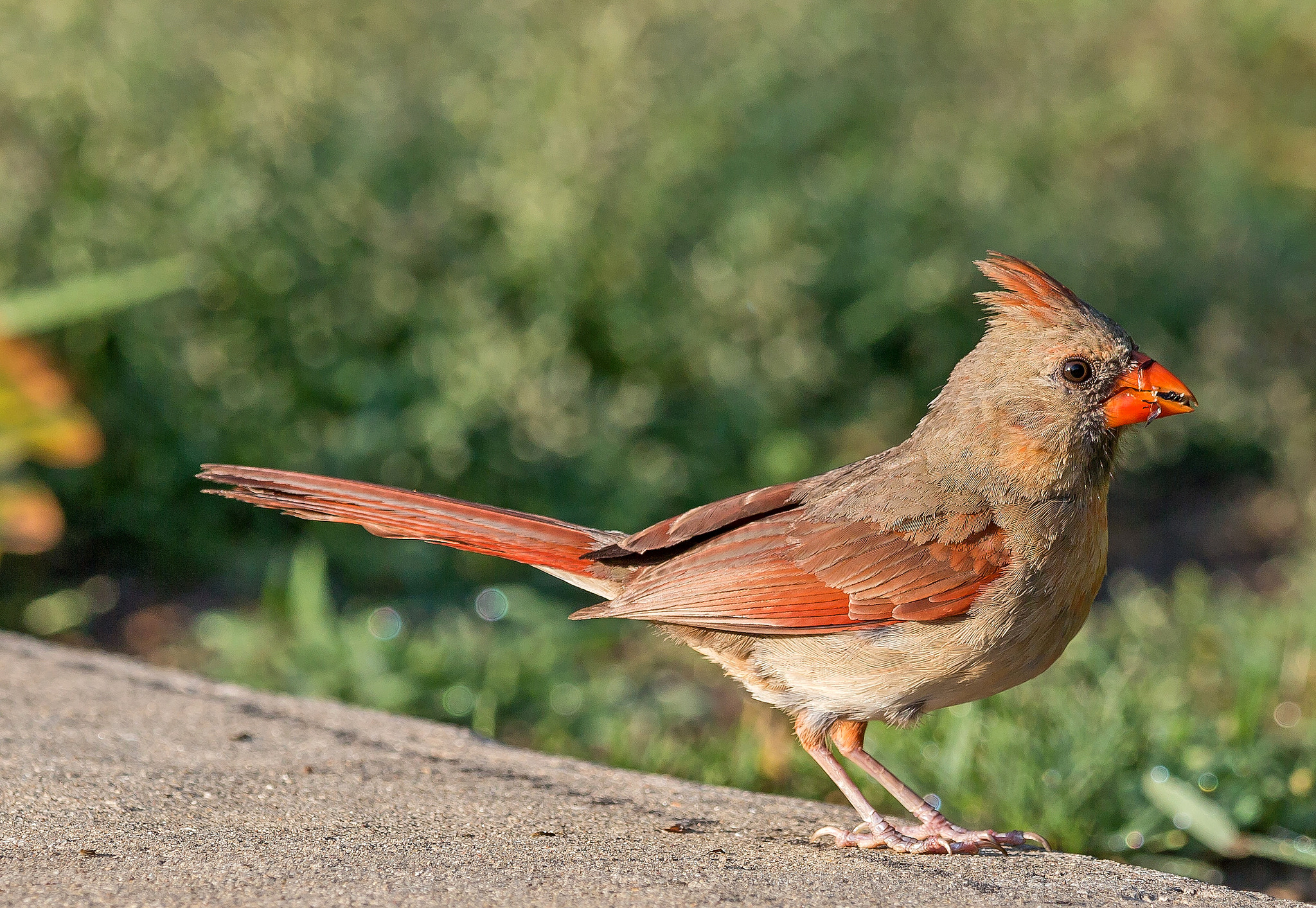 Обои природа, птица, кардинал, nature, bird, cardinal разрешение 2048x1413 Загрузить