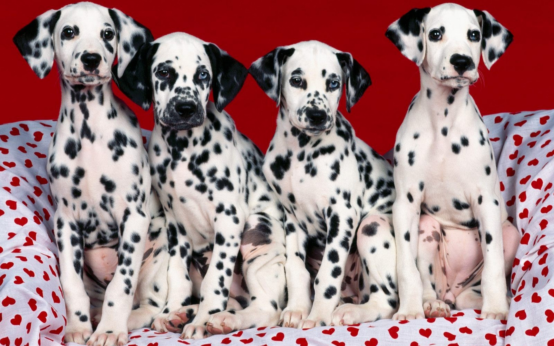 Обои диван, сердечки, собаки, далматины, sofa, hearts, dogs, dalmatians разрешение 1920x1200 Загрузить