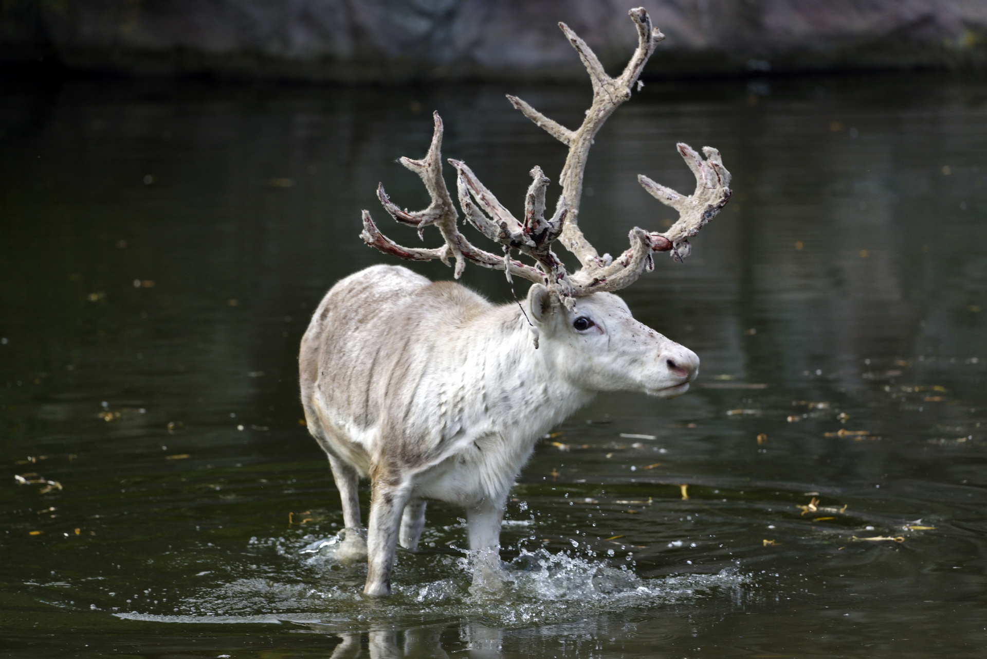 Обои вода, олень, рога, water, deer, horns разрешение 1920x1281 Загрузить