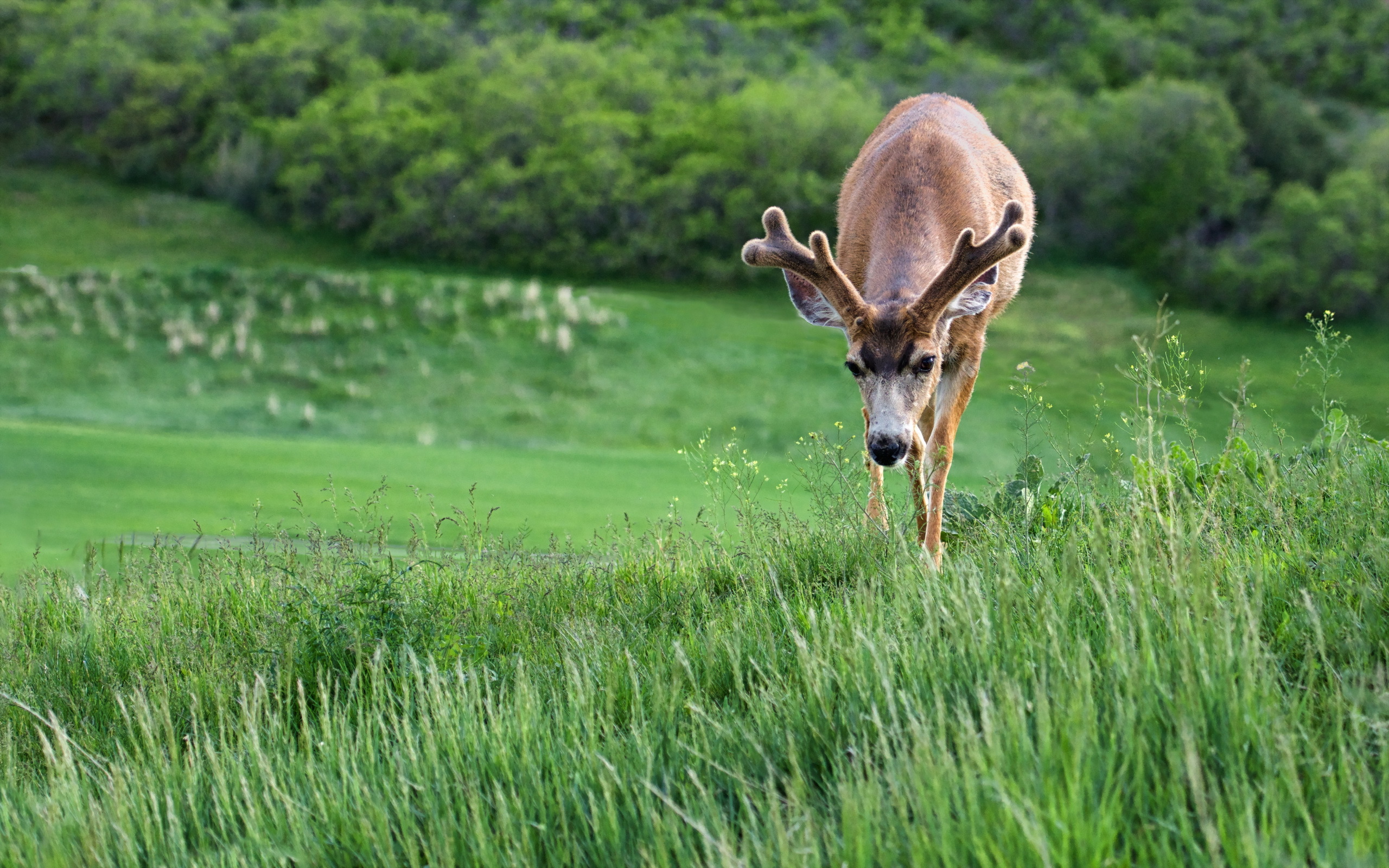 Обои трава, природа, олень, рога, grass, nature, deer, horns разрешение 2560x1600 Загрузить