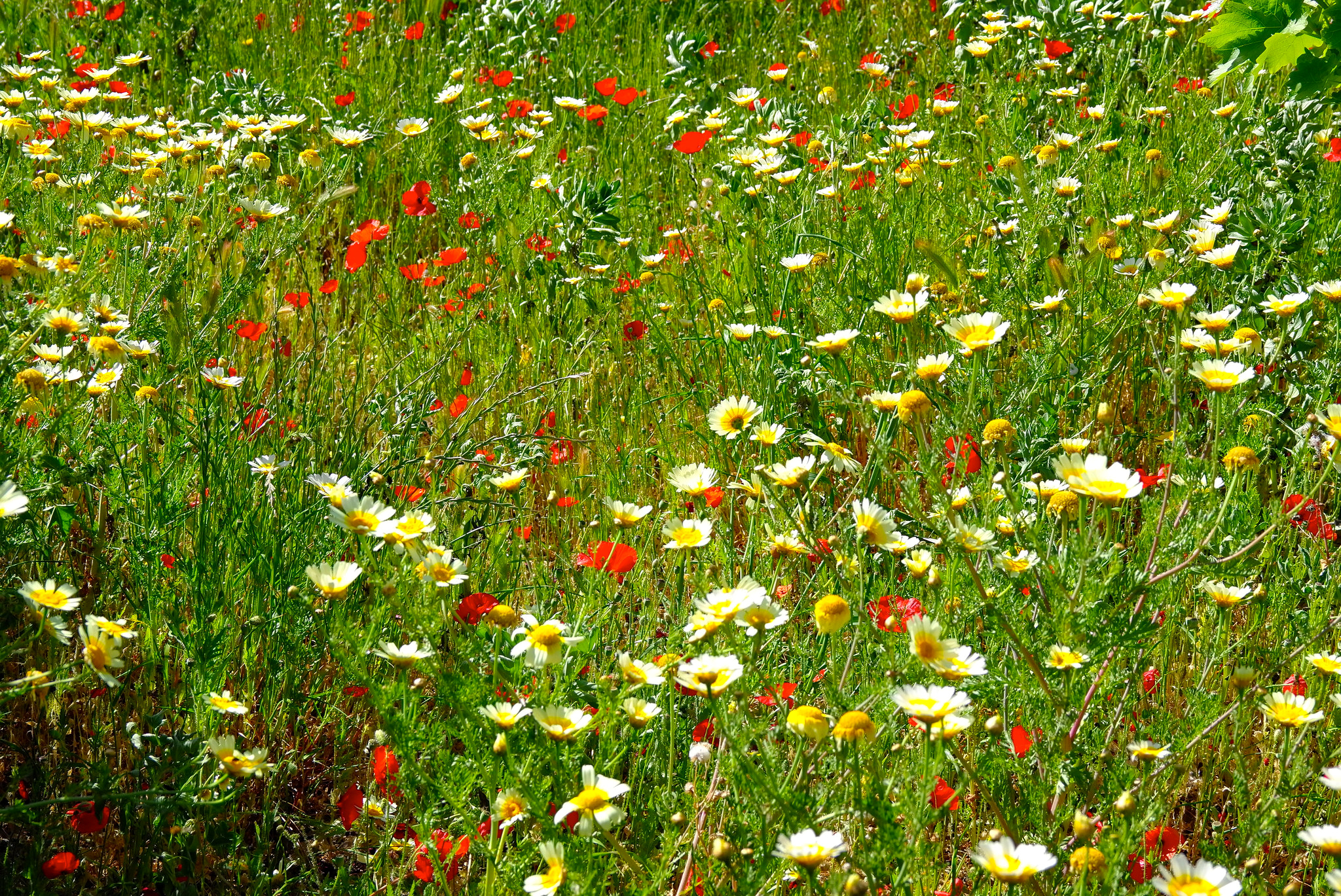 Обои цветы, трава, поле, маки, луг, ромашки, flowers, grass, field, maki, meadow, chamomile разрешение 2048x1369 Загрузить