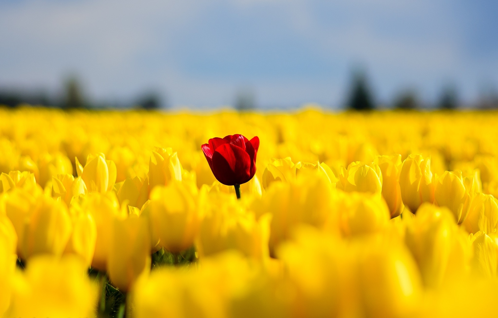 Обои цветы, поле, красный, весна, тюльпаны, желтые, flowers, field, red, spring, tulips, yellow разрешение 2046x1306 Загрузить