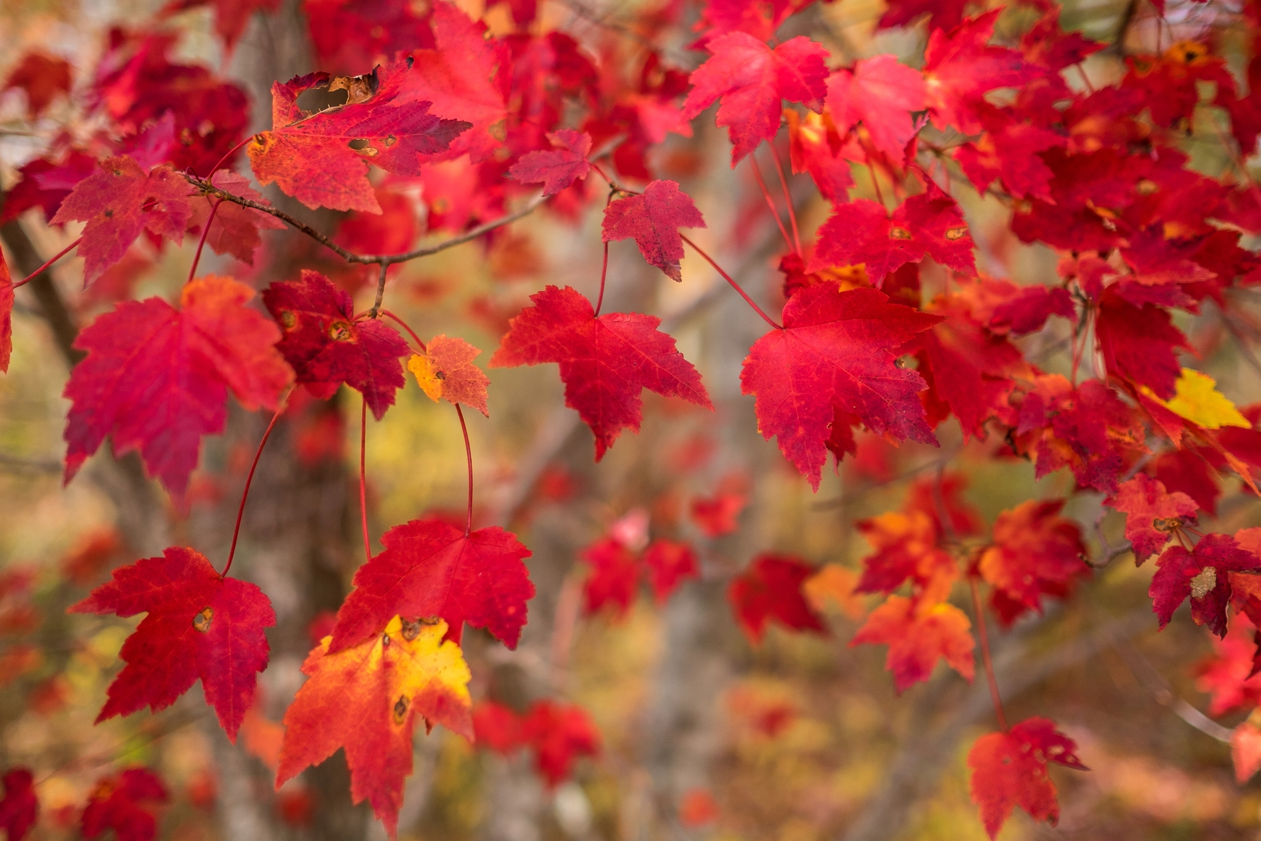 Картинки осени на рабочий. Природа осень. Осенние обои. Сентябрь природа. Осенний фон.