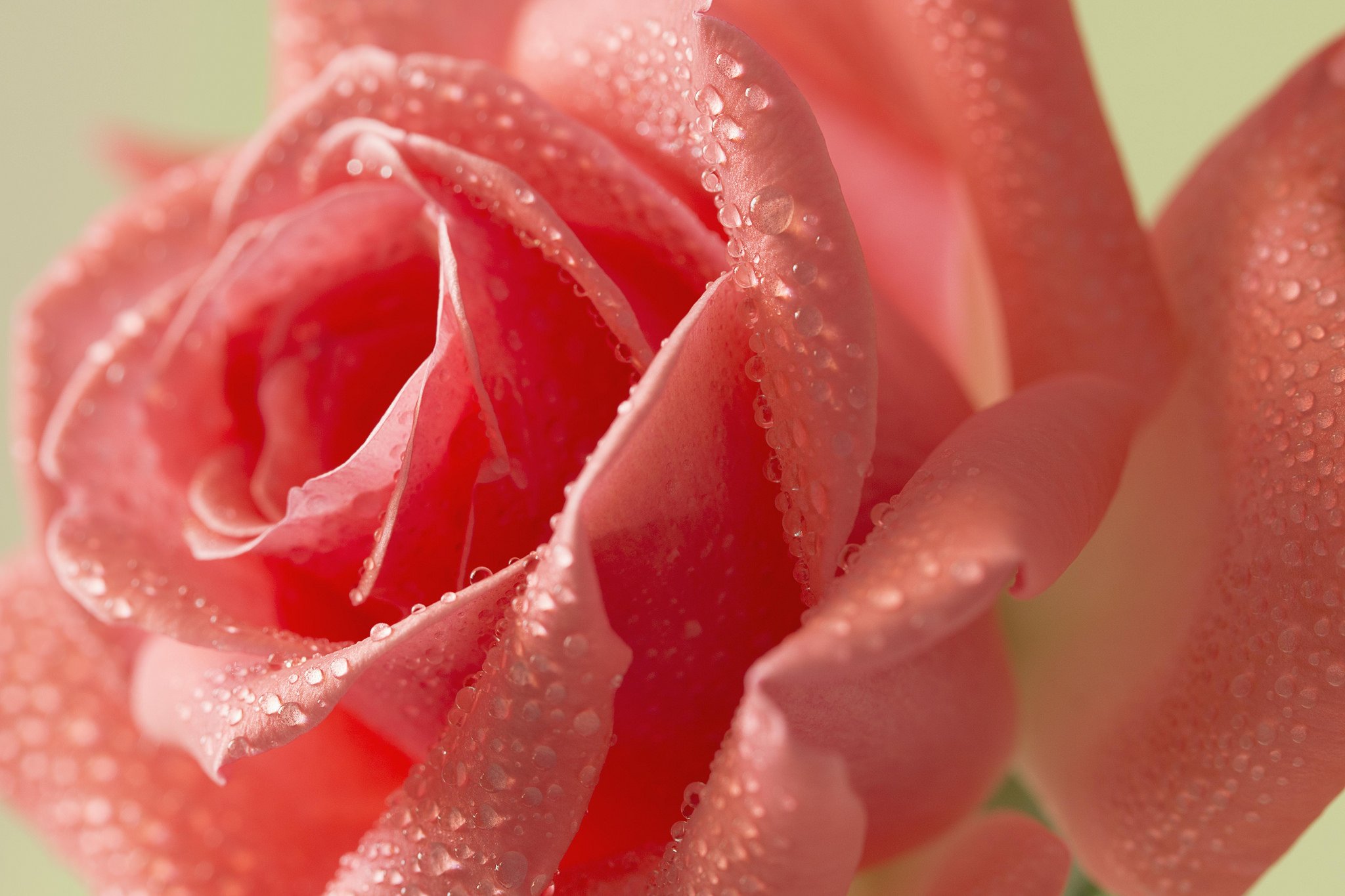 Обои вода, цветок, роза, розовая.капли, water, flower, rose, pink.drops разрешение 2048x1365 Загрузить