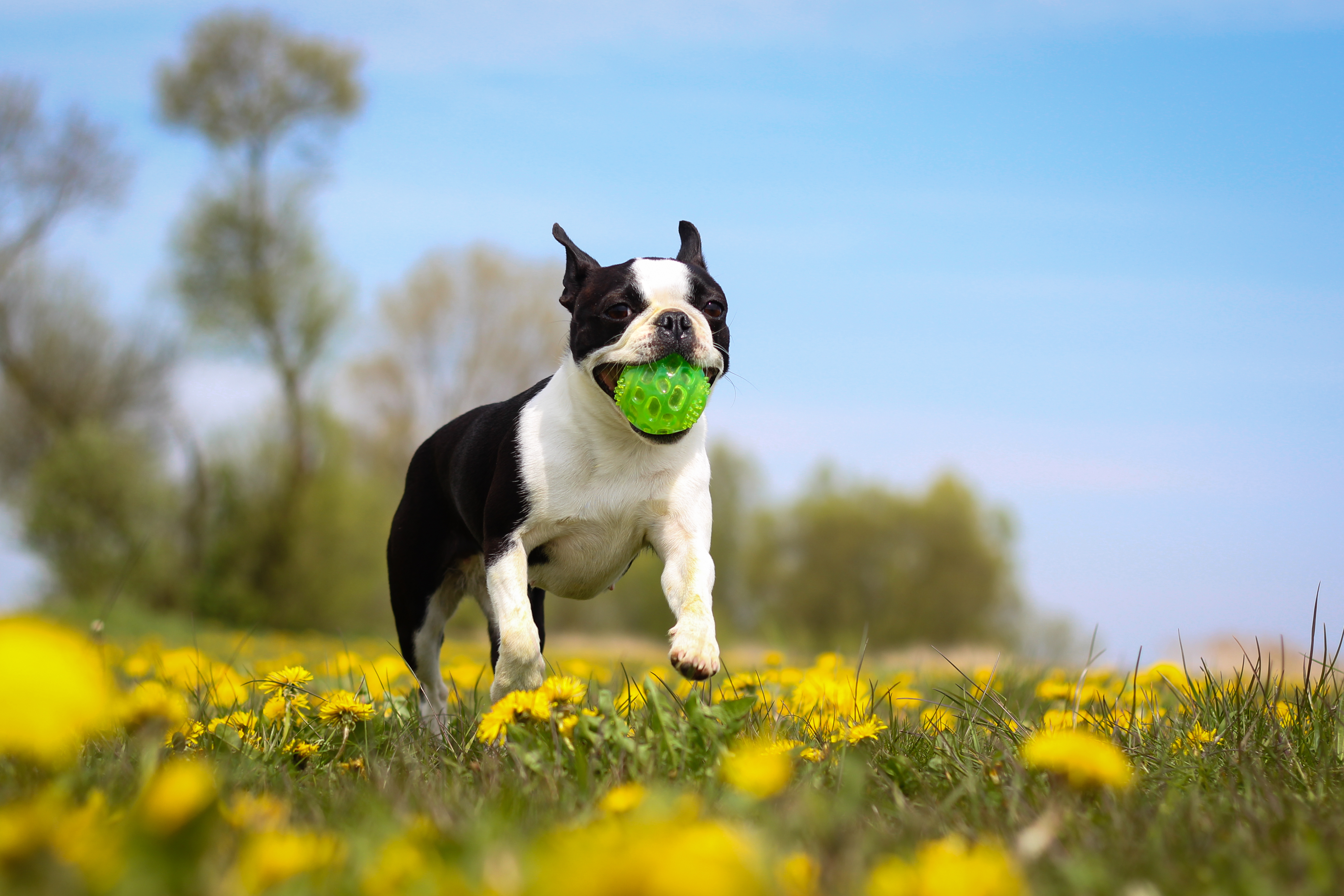 Обои цветы, собака, бостон-терьер, игра.мяч, flowers, dog, boston terrier, game.the ball разрешение 4495x2997 Загрузить