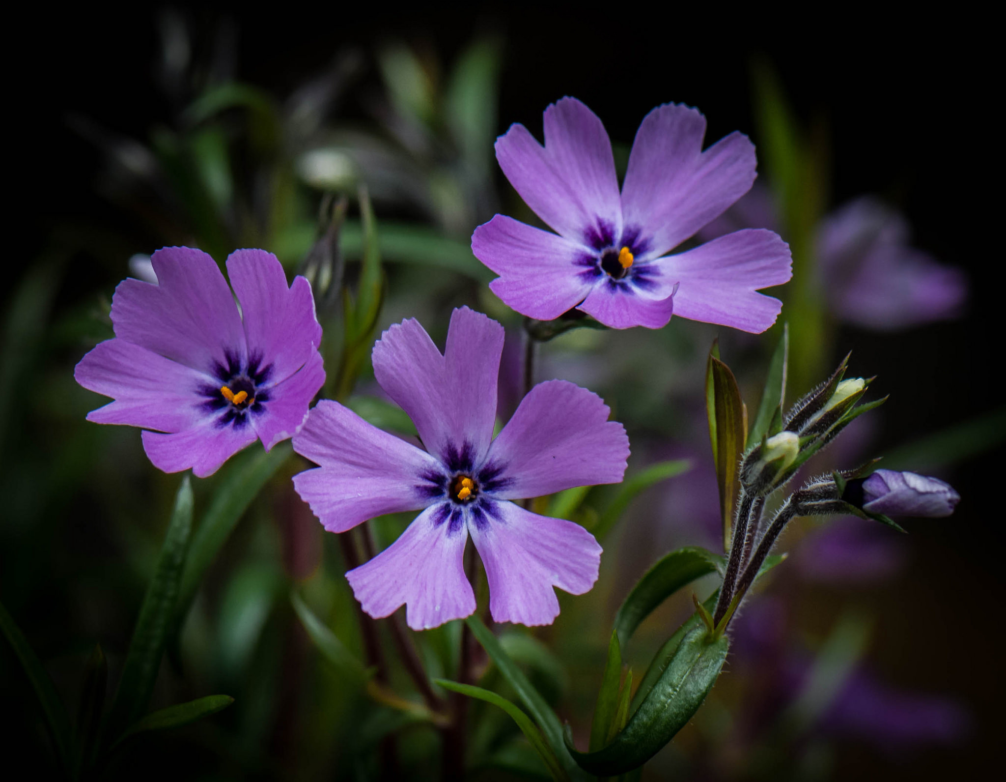 Цветы фиолетового цвета названия и фото. Сиреневые цветы. Фиолетовые цветы. Фиолетовый цвет. Сиреневые цветочки.