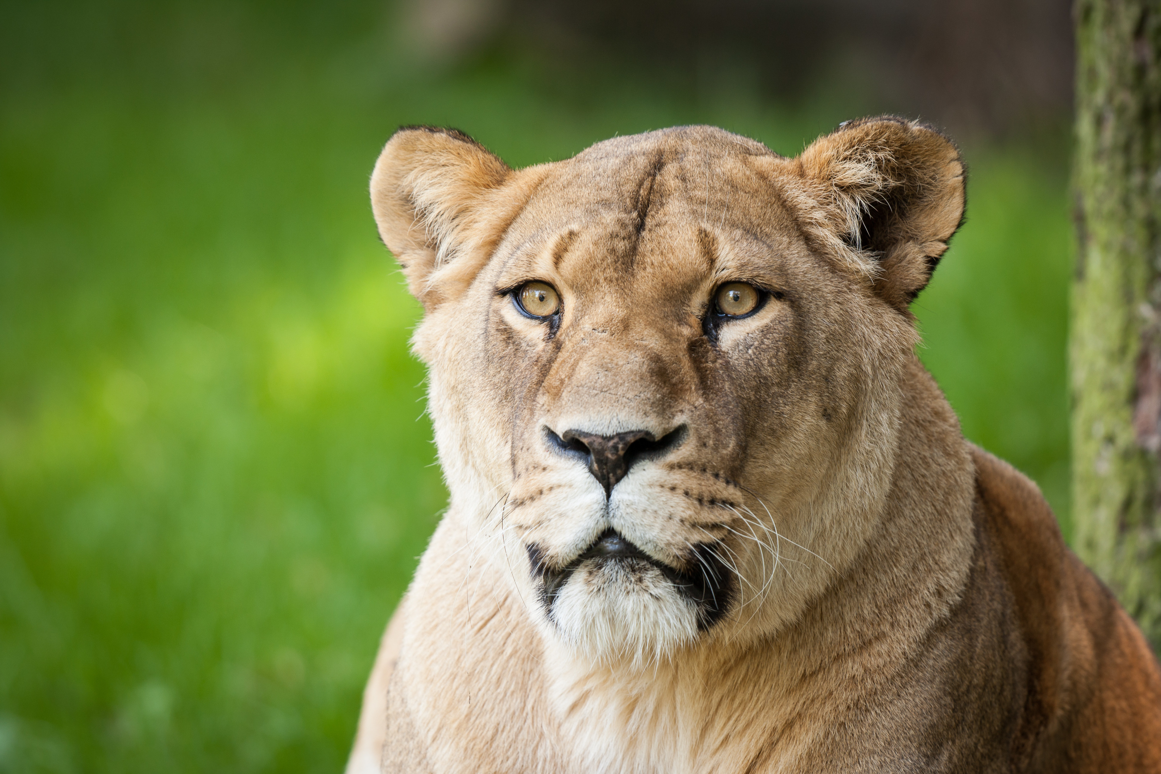 Обои морда, хищник, лев, львица, face, predator, leo, lioness разрешение 3888x2592 Загрузить