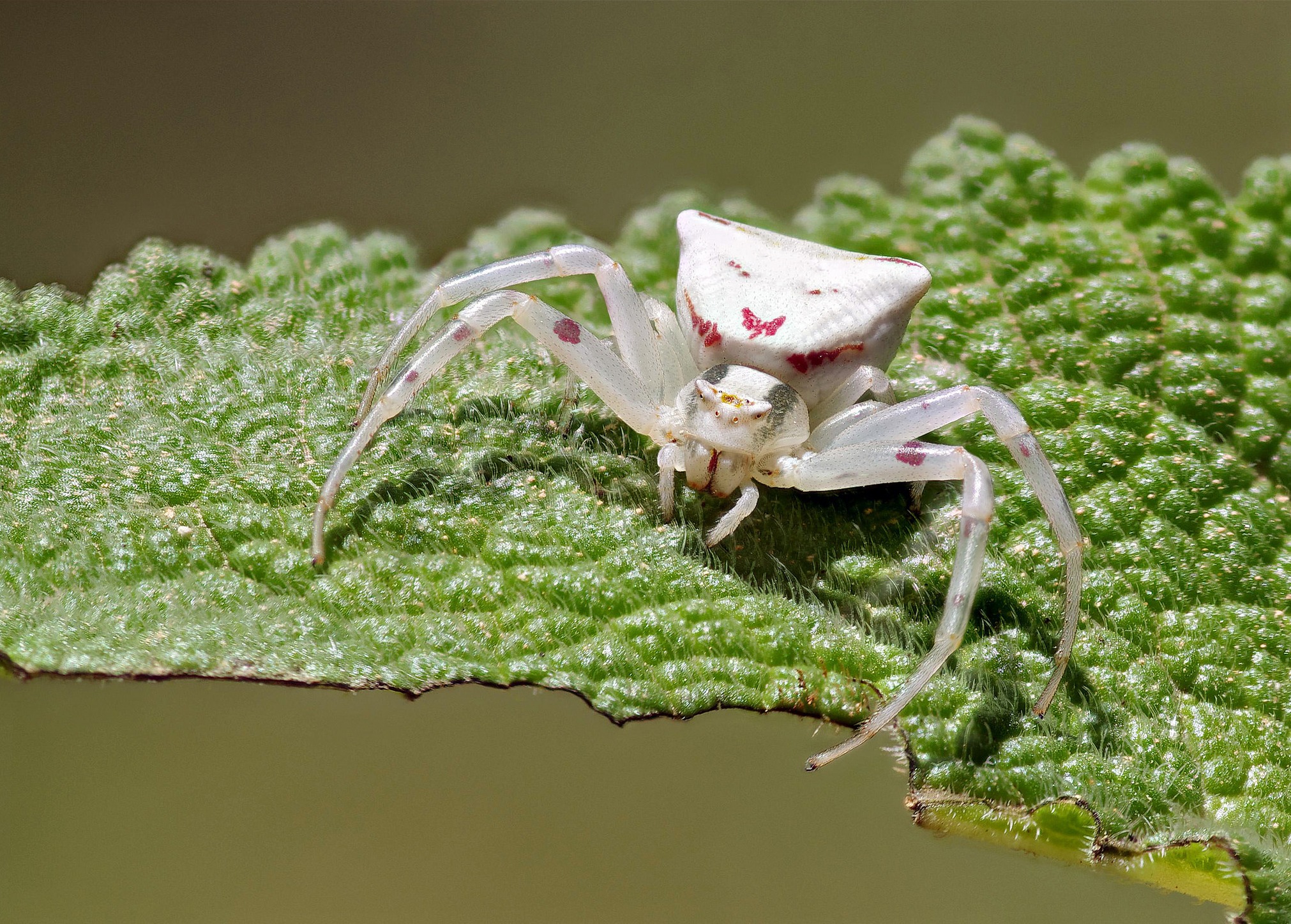 Обои макро, насекомое, белый, лист, паук, ziva & amir, white crab spider, macro, insect, white, sheet, spider разрешение 2022x1447 Загрузить