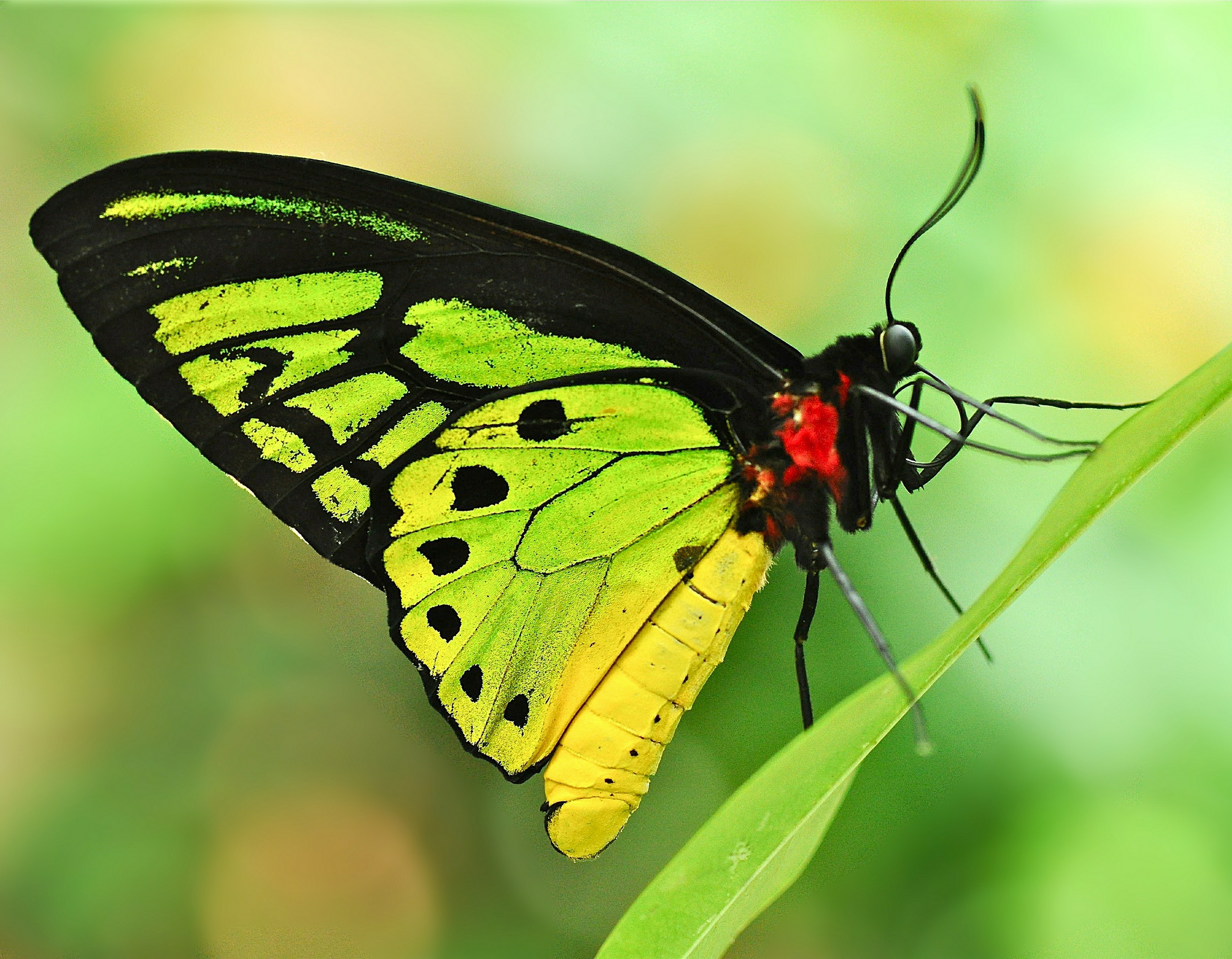 Группа насекомые бабочка. Оливковая ЭКОФОРА бабочка. Лливкавая окосфора бвбочка. Black Swallowtail бабочка. Бабочки моли оливковая ЭКОФОРА.