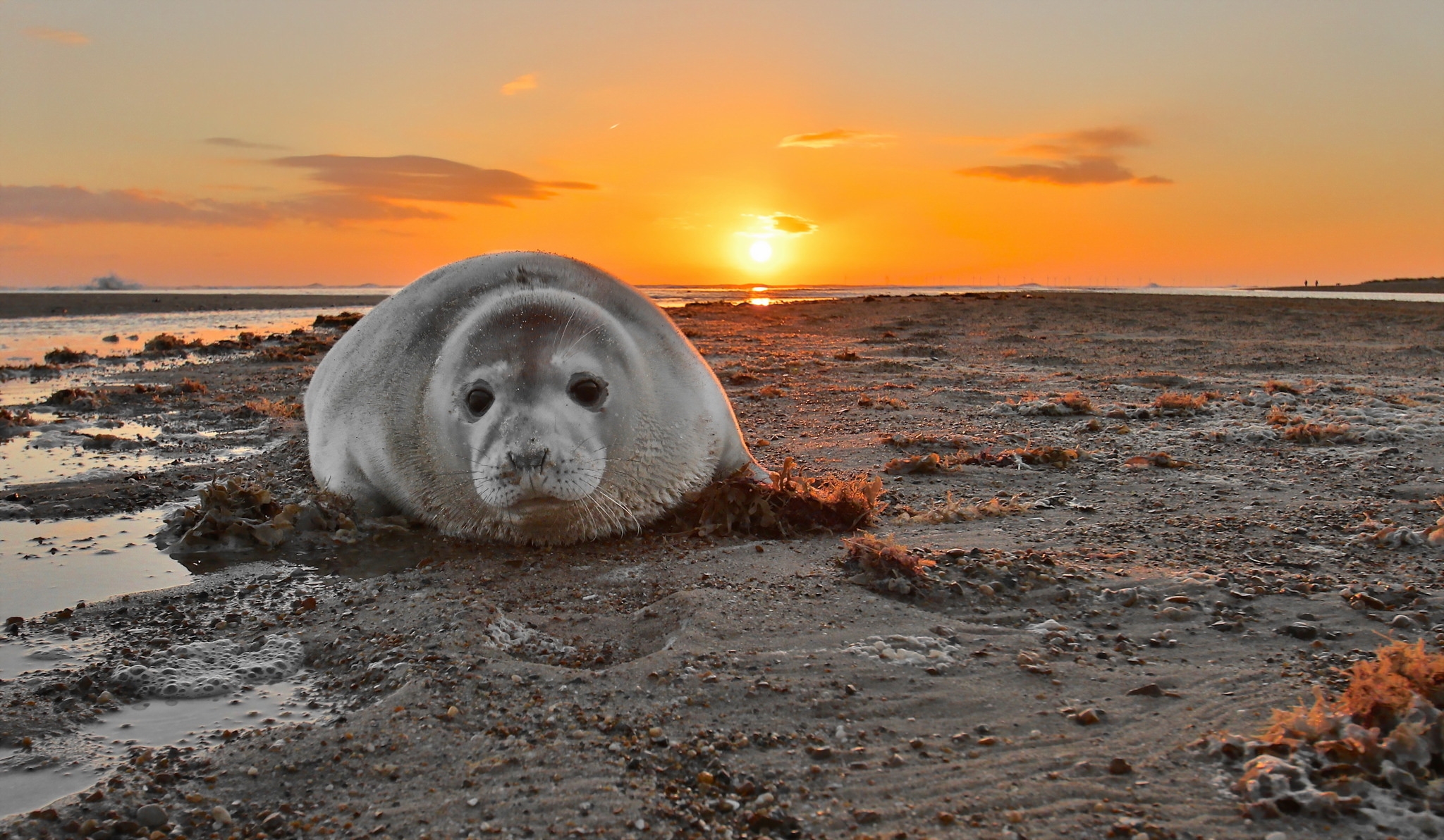 Обои закат, море, тюлень, grey seal, печать. закат, sunset, sea, seal, seal. sunset разрешение 2048x1192 Загрузить