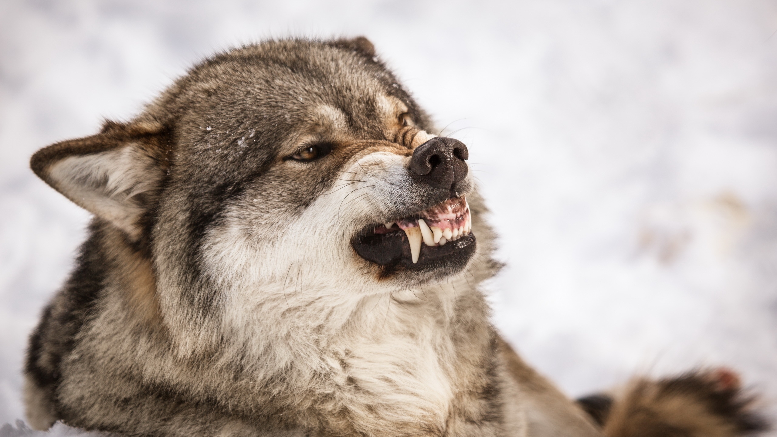 Обои природа, хищник, зубы, оскал, волк, nature, predator, teeth, grin, wolf разрешение 2560x1440 Загрузить