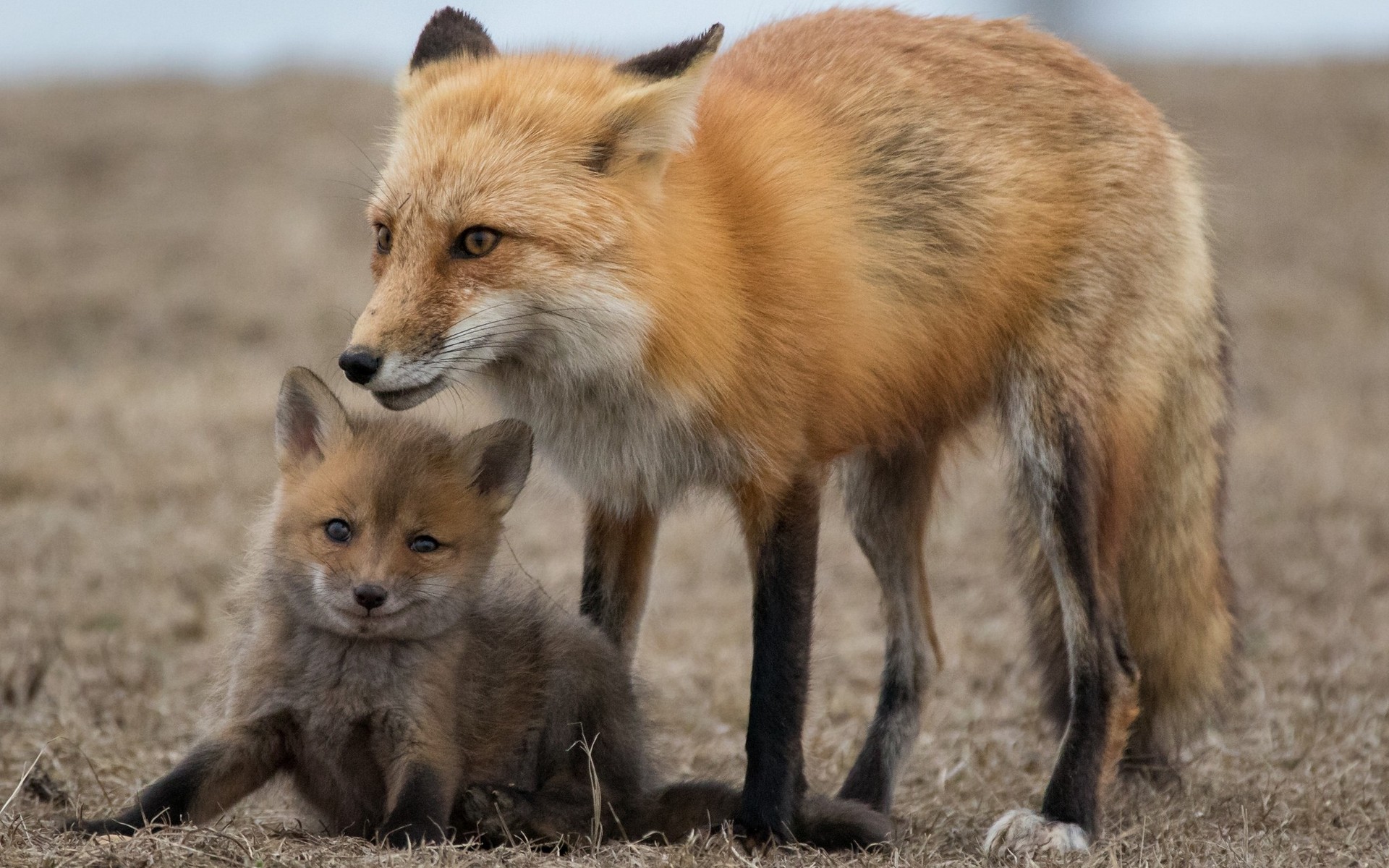 Baby fox фото