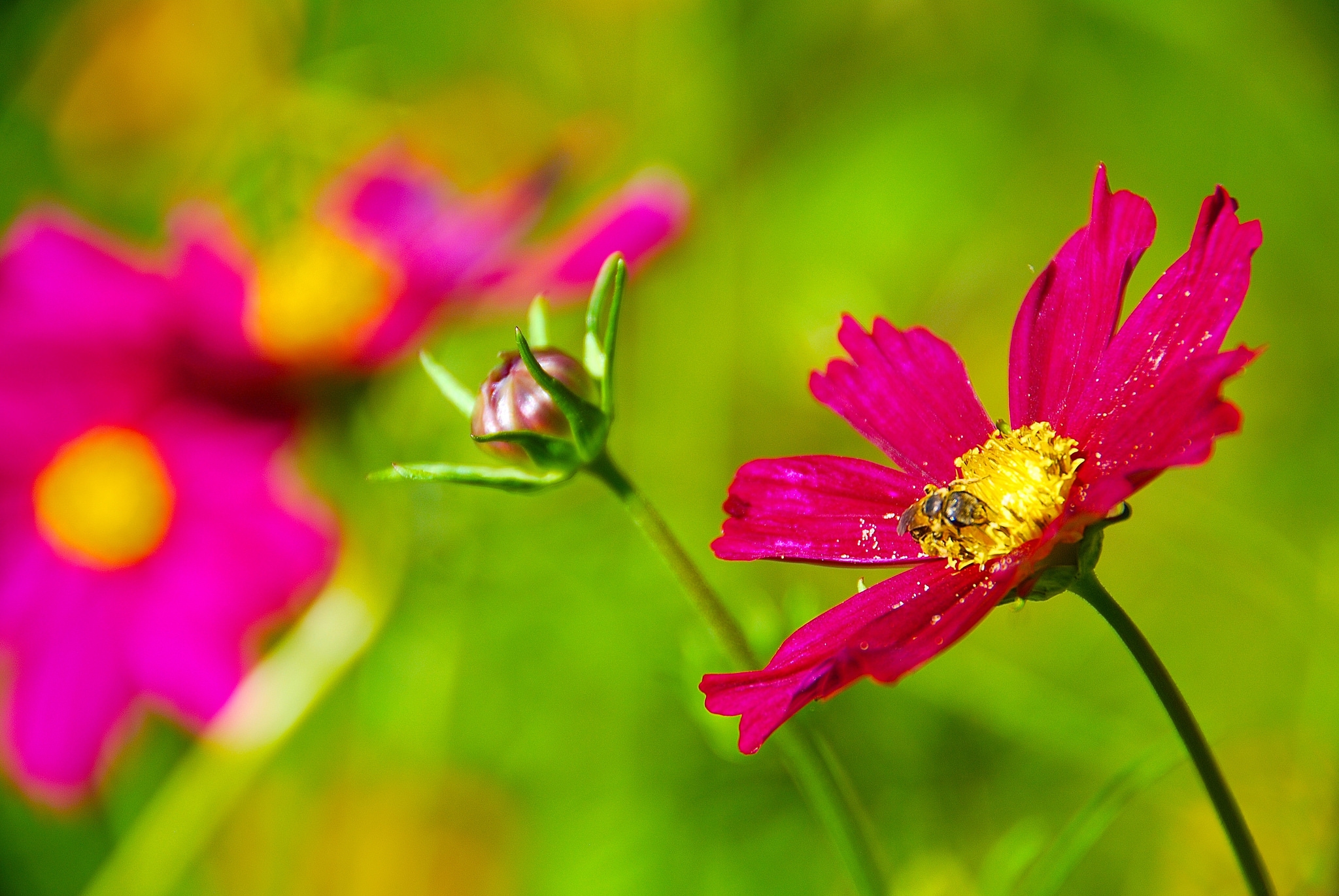 Обои цветы, насекомое, лепестки, растение, пчела, flowers, insect, petals, plant, bee разрешение 2048x1371 Загрузить