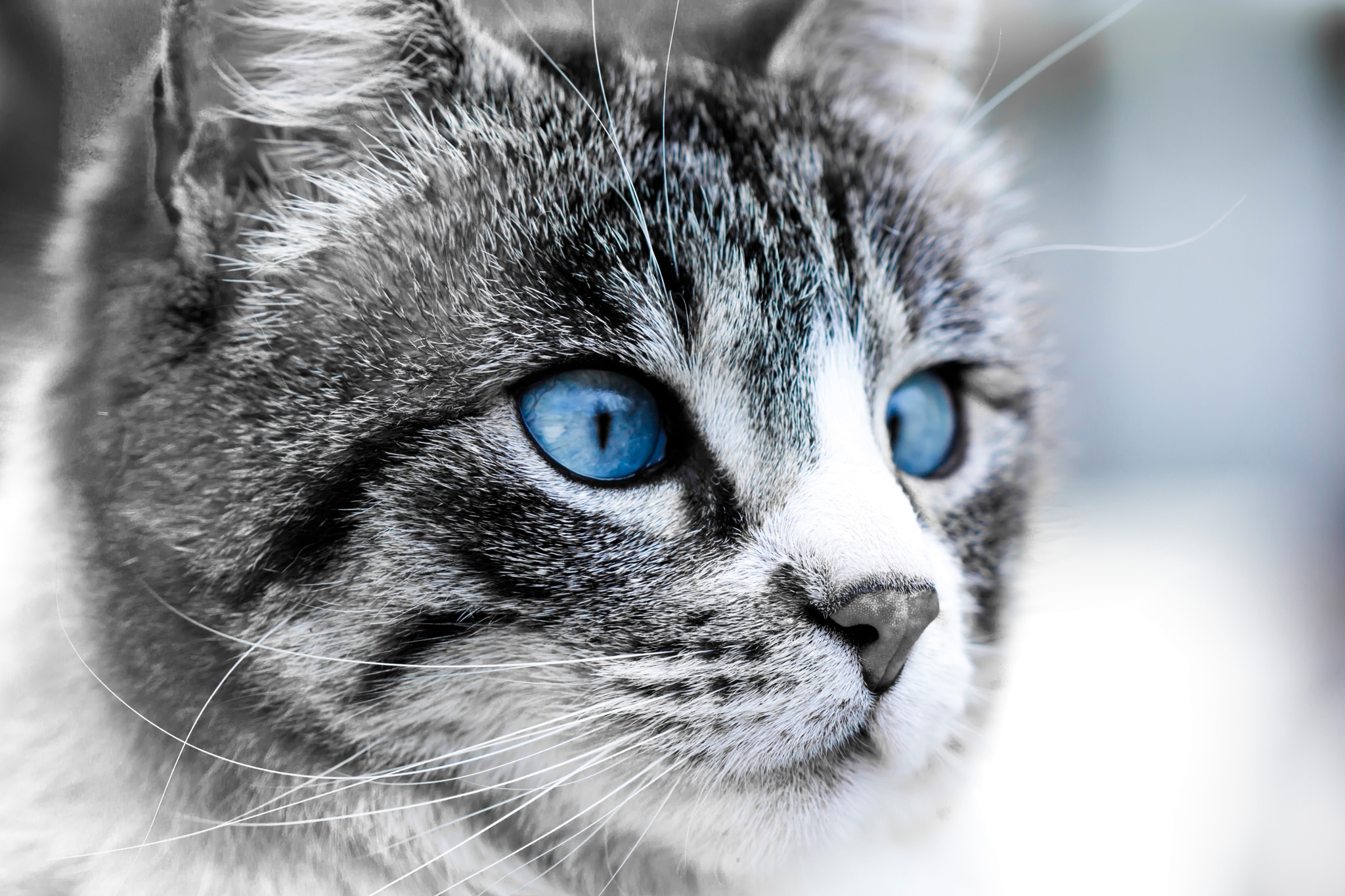 Обои глаза, морда, кошка, луна, синие, eyes, face, cat, the moon, blue разрешение 2048x1365 Загрузить