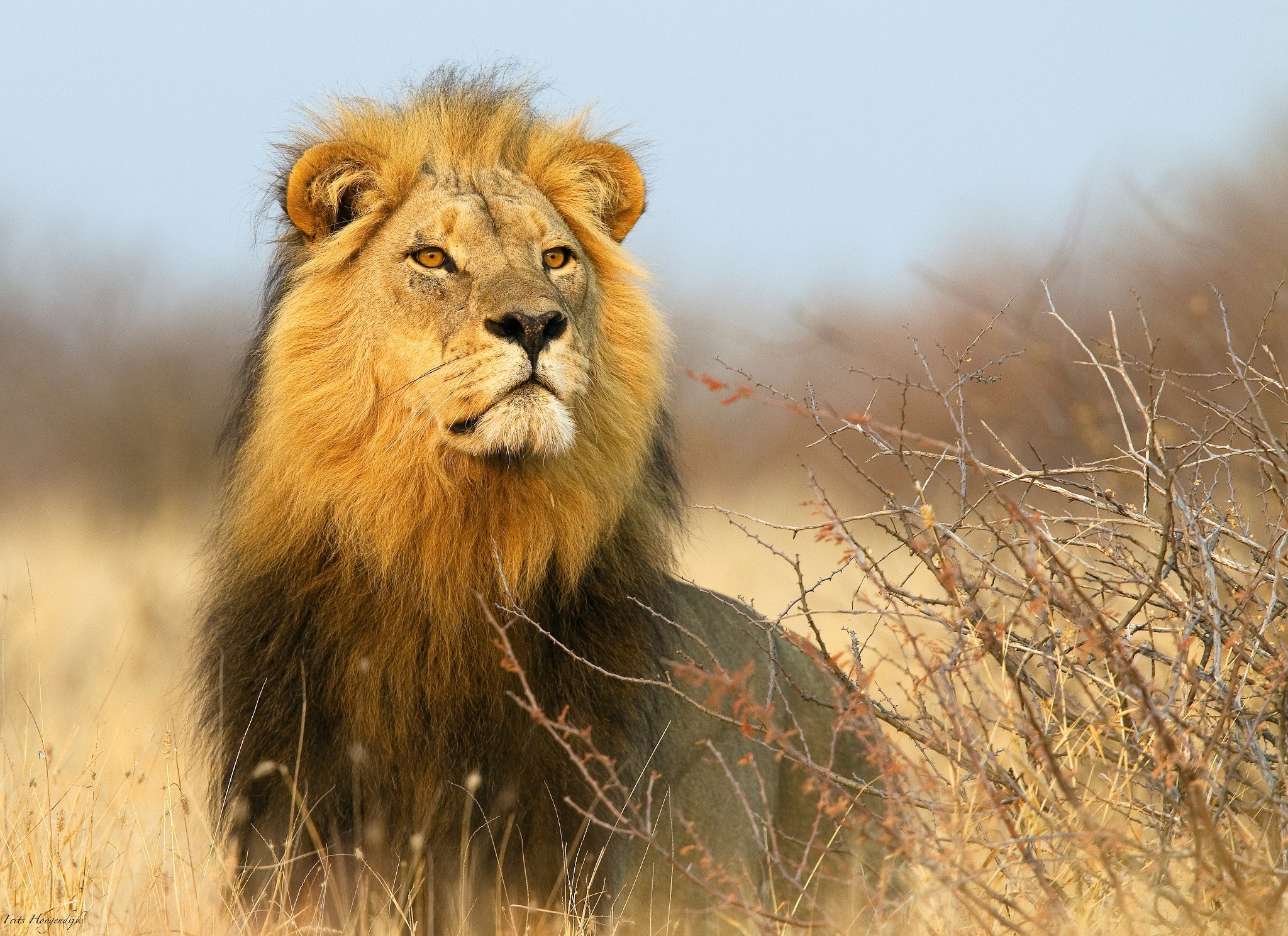 Обои кусты, взгляд, африка, хищник, лев, the bushes, look, africa, predator, leo разрешение 2048x1489 Загрузить