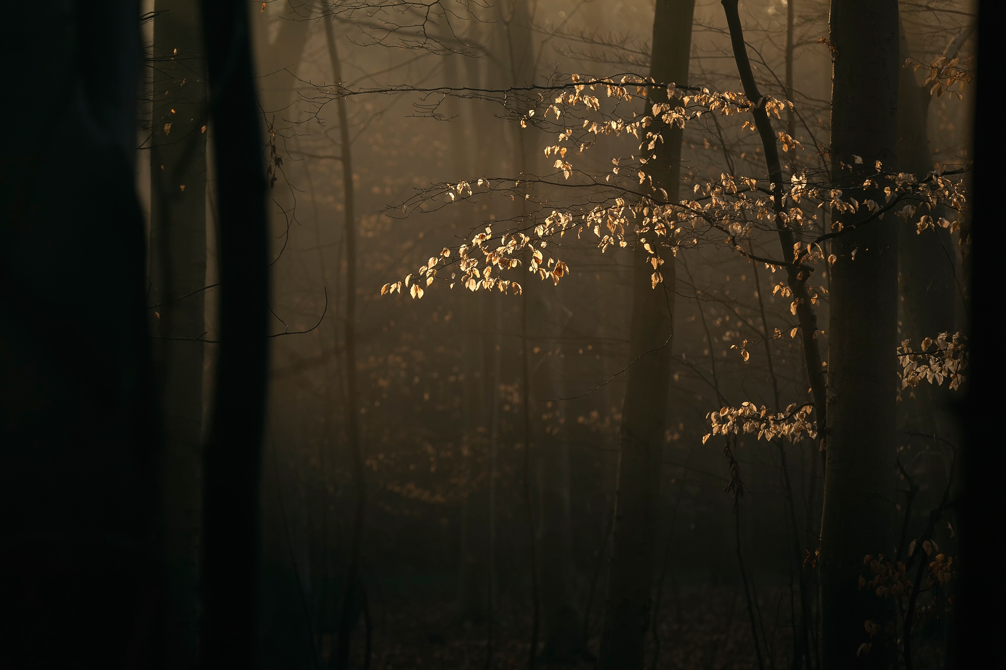 Дерево молчания. Мрачная осень. Эстетика природы. Эстетика леса. Эстетика коричневого леса.