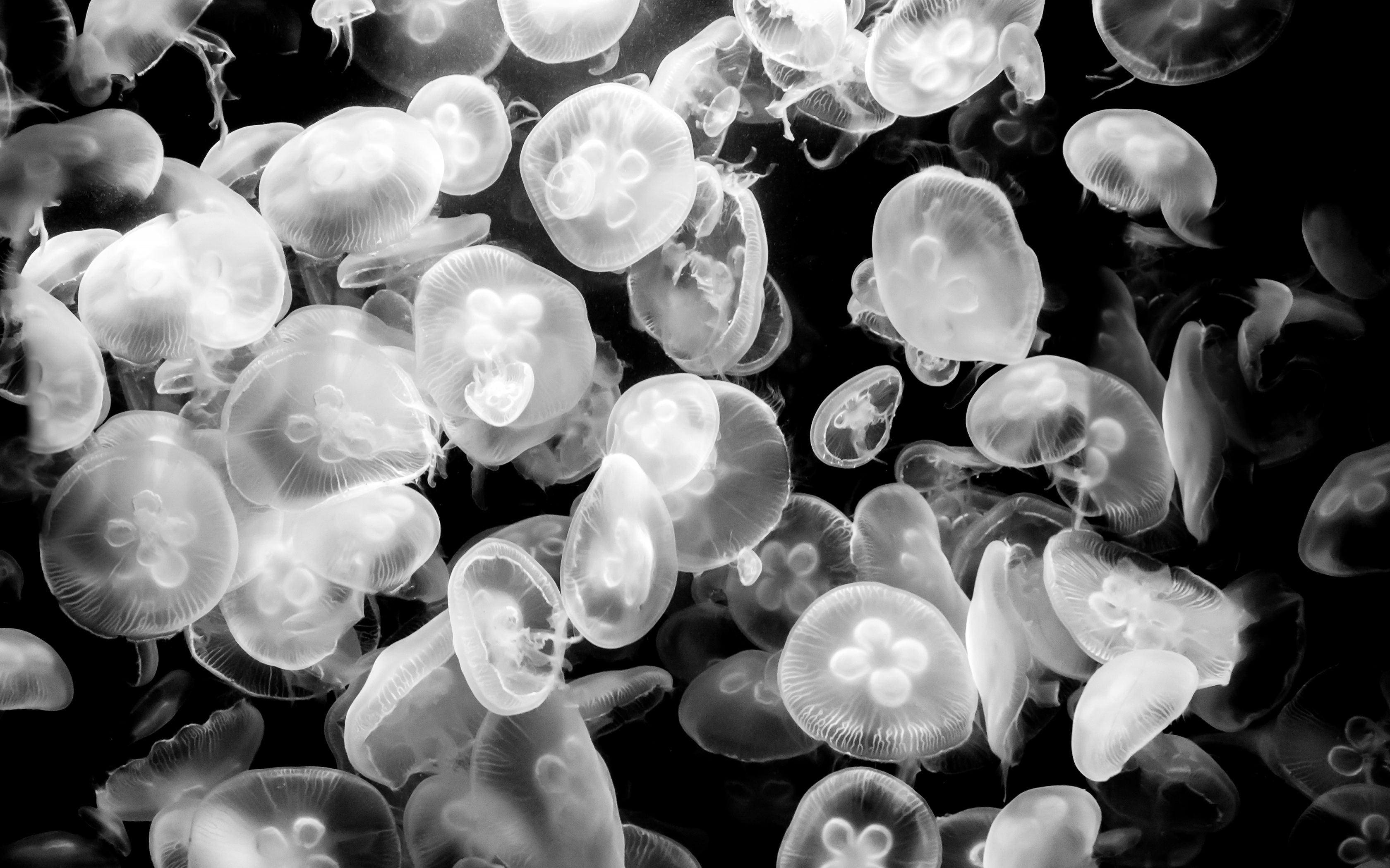 Обои медузы, подводный мир, черно-белое фото, jellyfish, underwater world, black and white photo разрешение 3360x2100 Загрузить