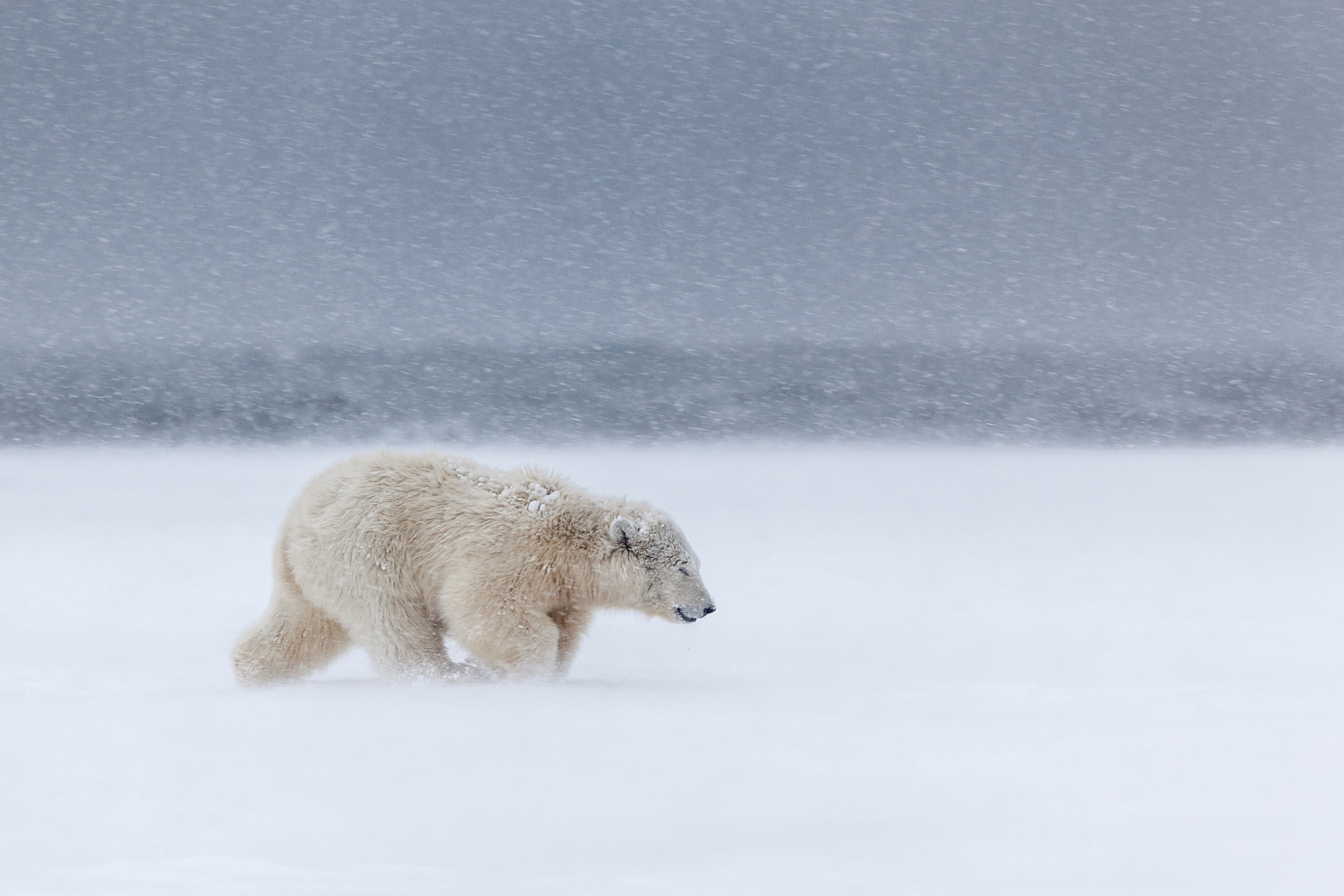 Обои снег, медведь, ветер, метель, белый медведь, snow, bear, the wind, blizzard, polar bear разрешение 2048x1365 Загрузить