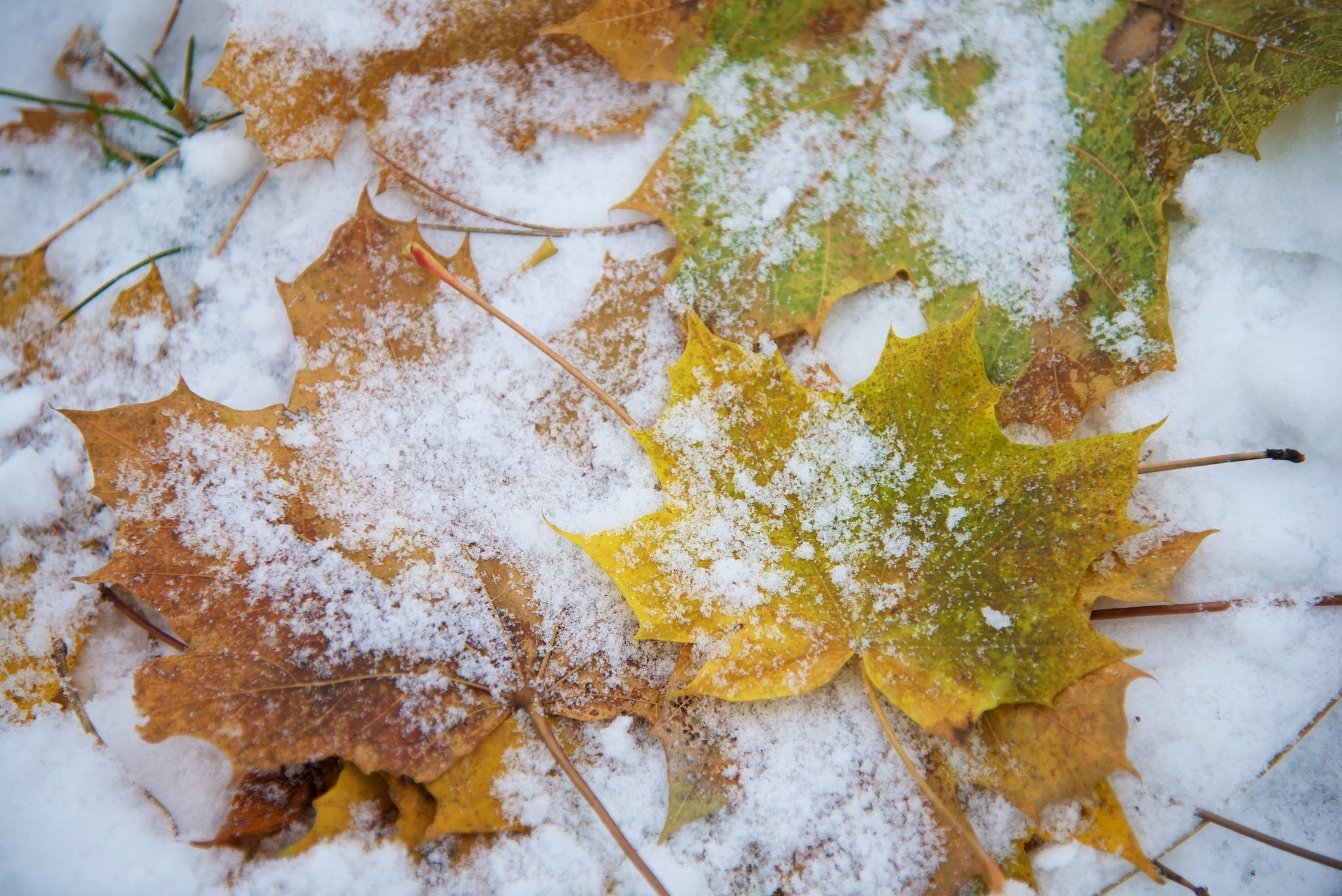 Пестрый снег. Осенние листья в снегу. Первый снег. Ранняя зима. Осень снег.