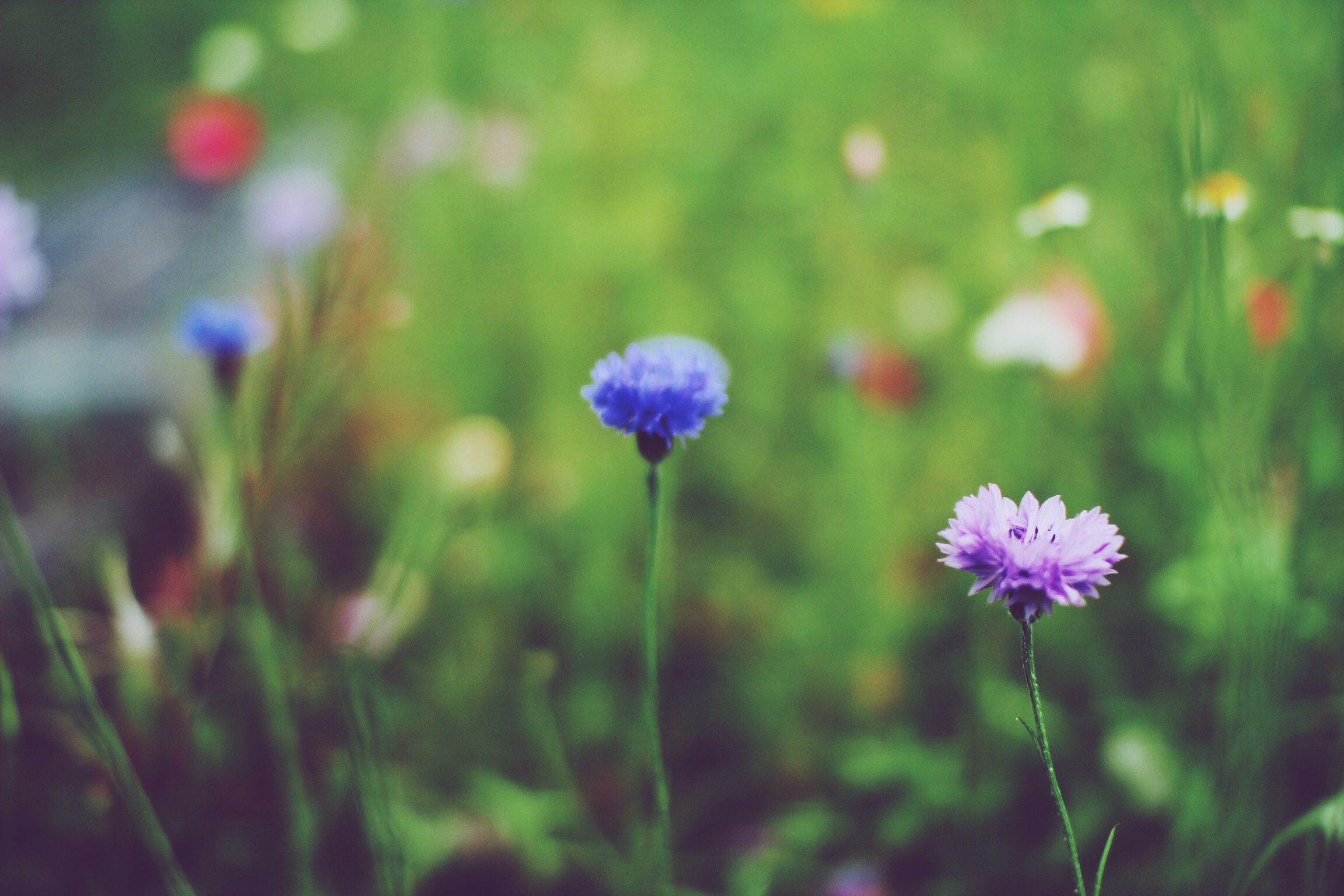 Обои цветы, синий, лепестки, лиловый, васильки, полевые цветы, сиреневый, flowers, blue, petals, purple, cornflowers, wildflowers, lilac разрешение 2304x1536 Загрузить