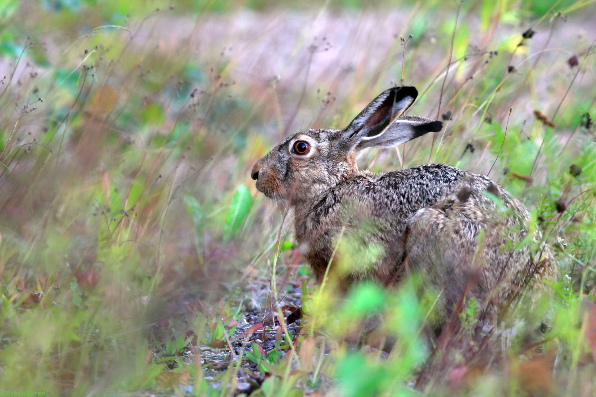 Обои природа, фон, животные, заяц, русак, nature, background, animals, hare разрешение 1920x1280 Загрузить