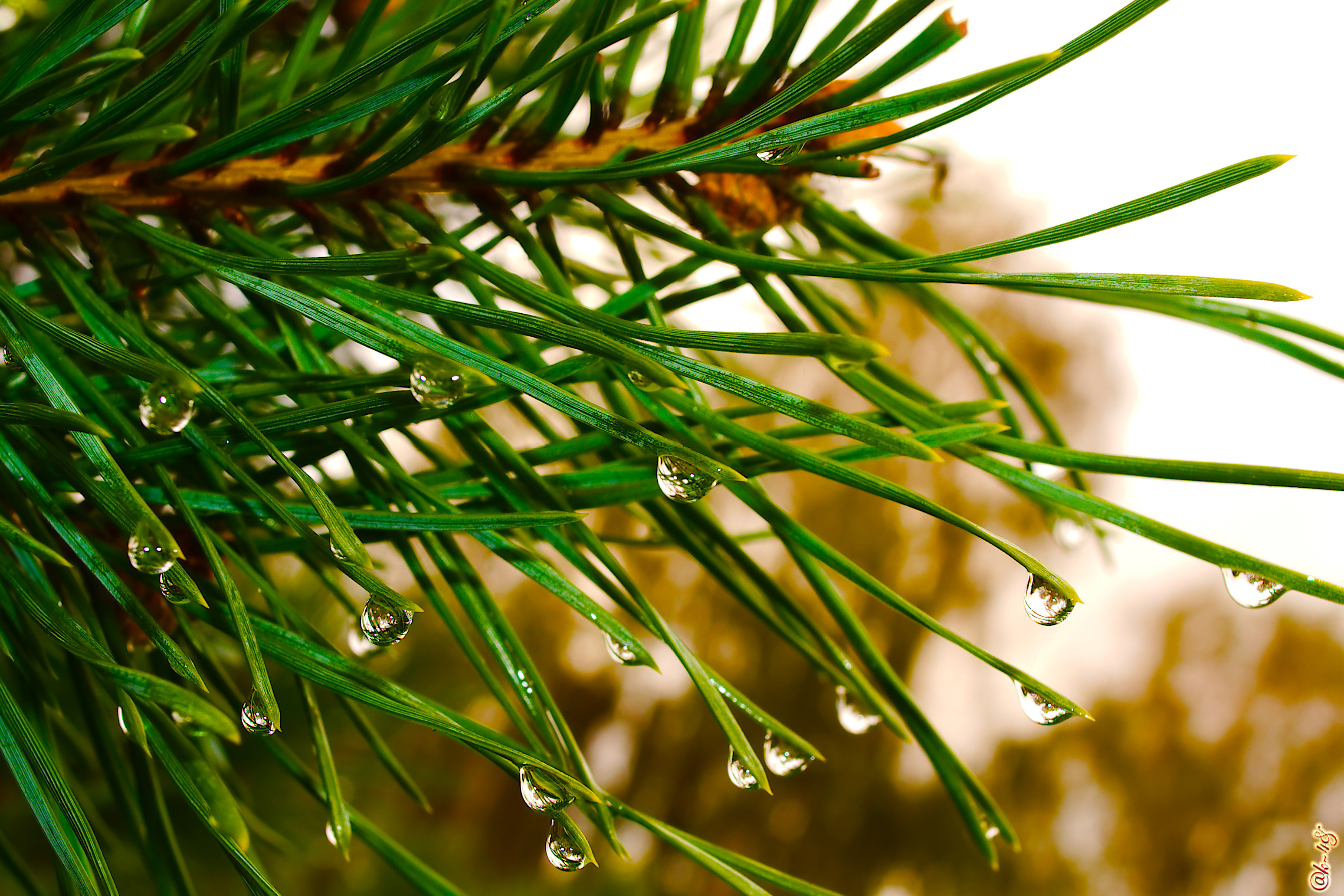 Обои сосна, природа, елка, зелень, хвоя, макро, капли, ель, дождь, pine, nature, tree, greens, needles, macro, drops, spruce, rain разрешение 3098x2065 Загрузить