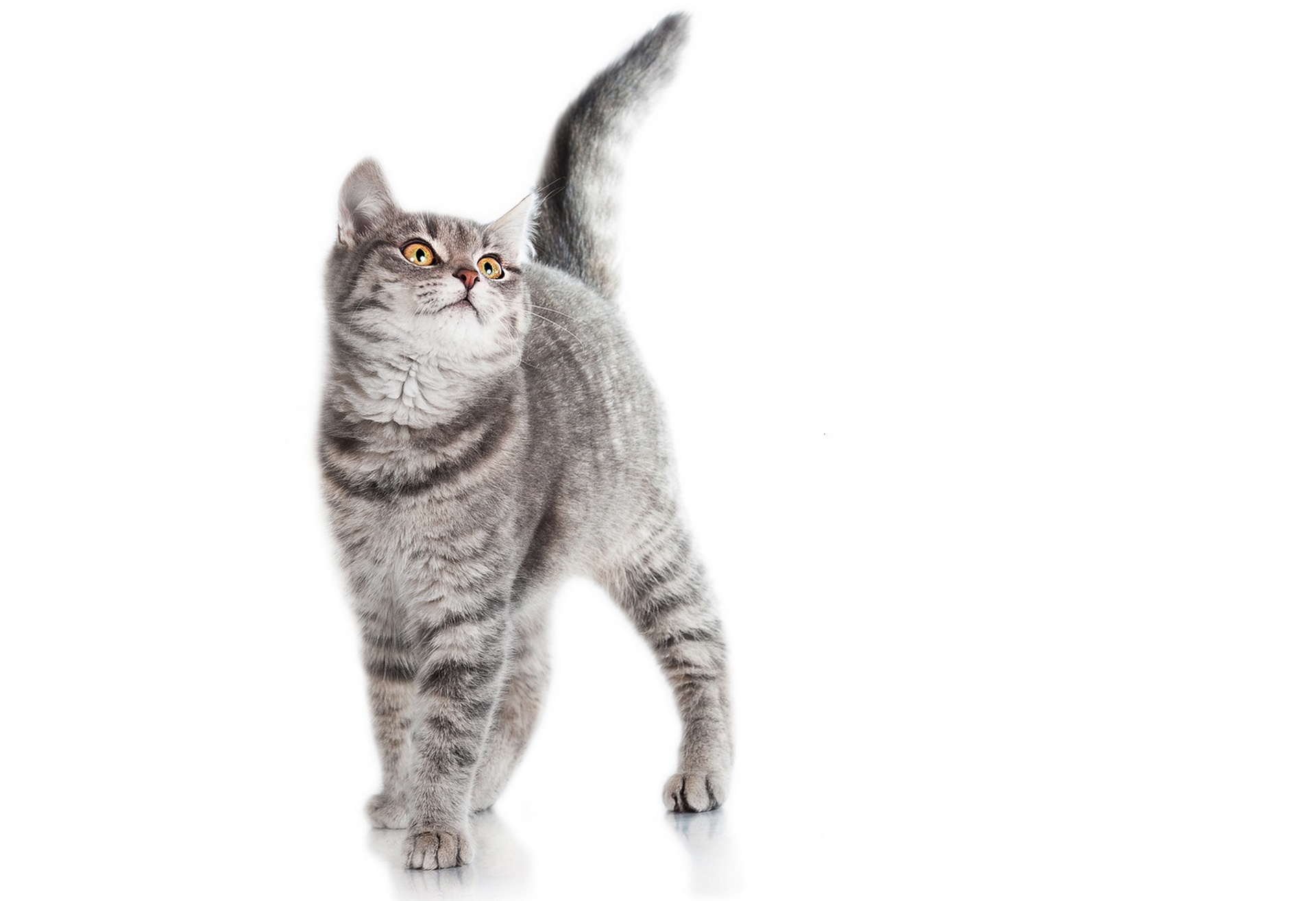 Обои фон, кот, белый, серый, полосатый, background, cat, white, grey, striped разрешение 1920x1315 Загрузить