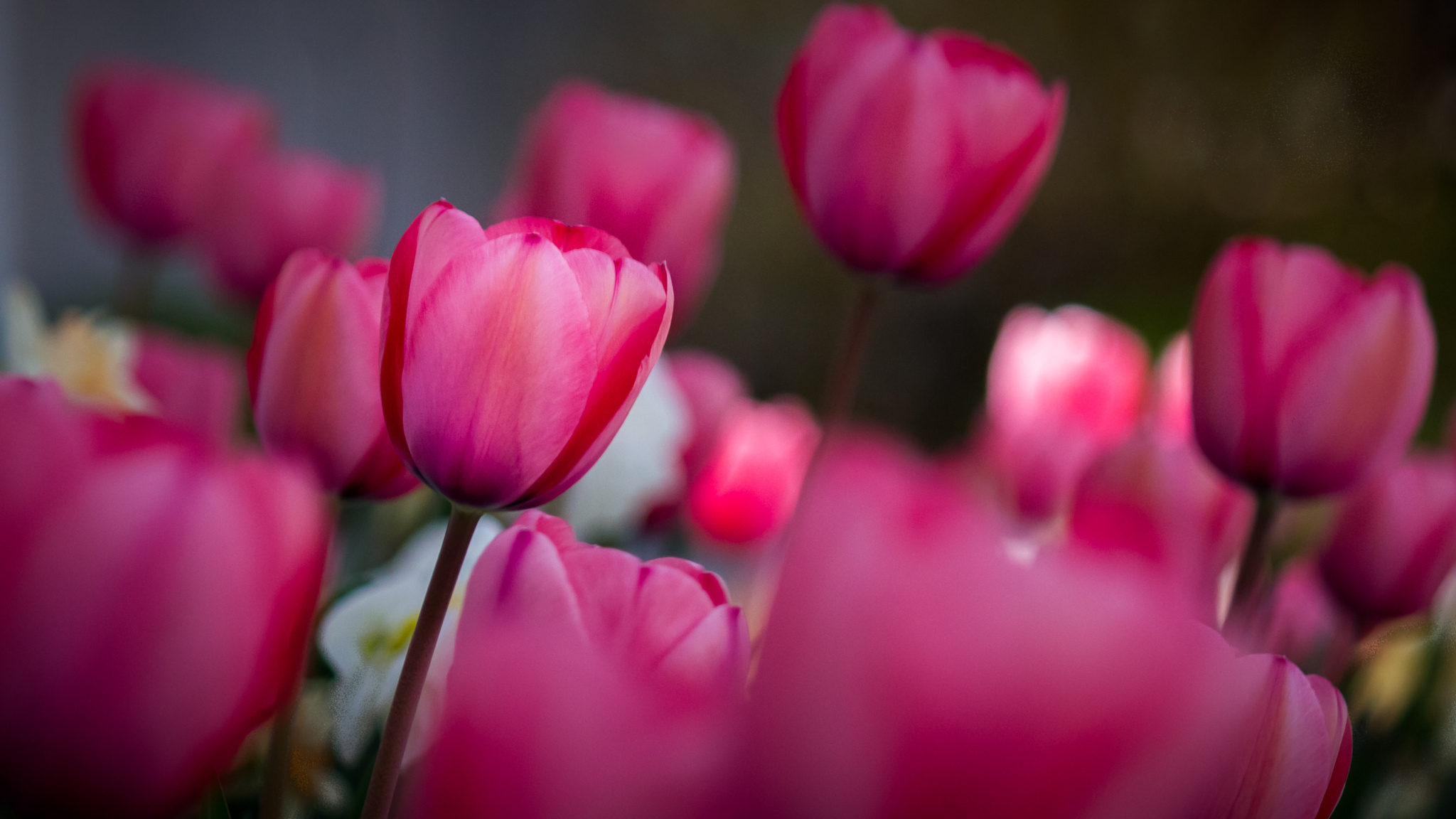Обои цветы, поле, весна, тюльпаны, тюльпан, flowers, field, spring, tulips, tulip разрешение 2048x1152 Загрузить