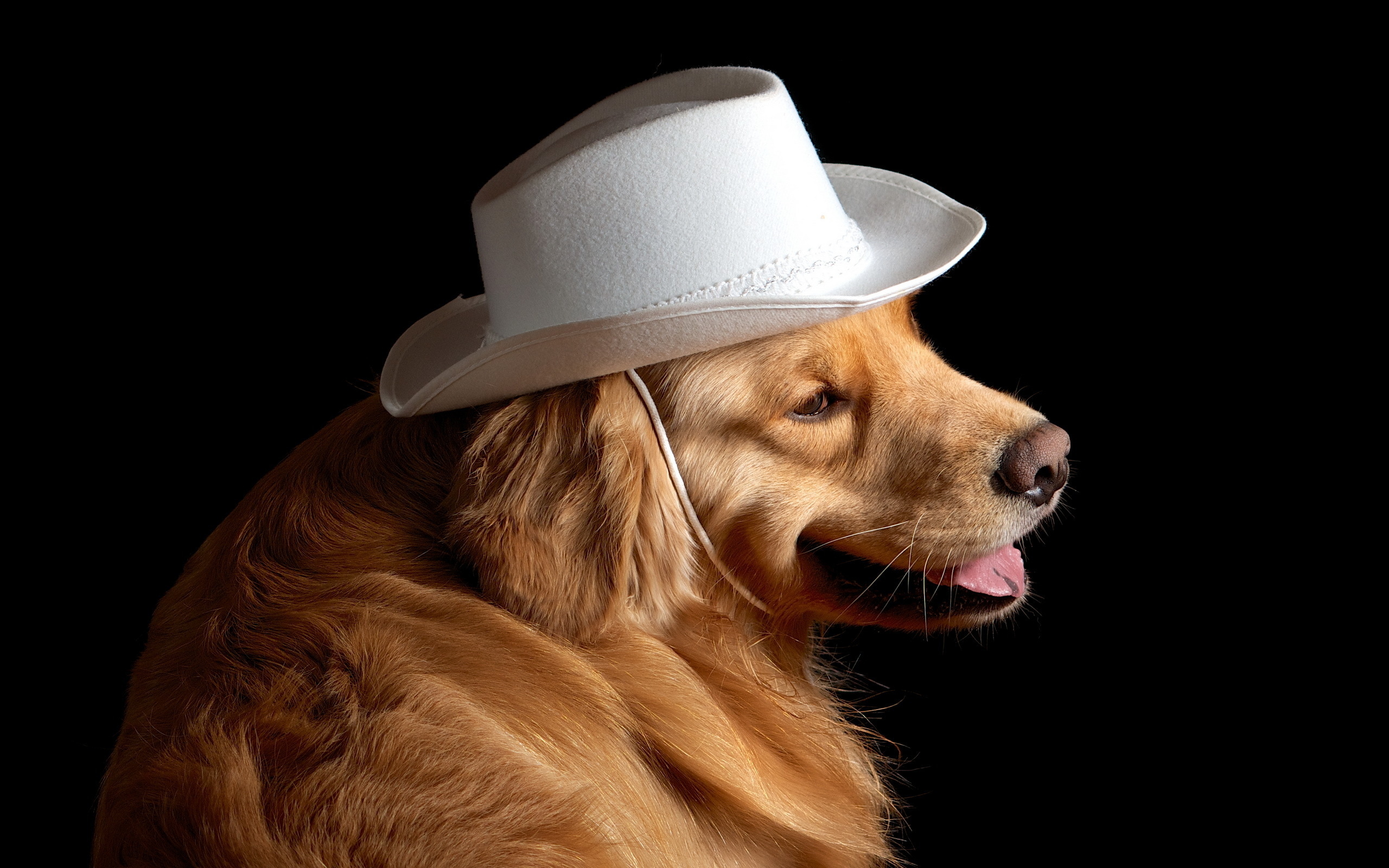 Обои собака, друг, шляпа, золотистый ретривер, dog, each, hat, golden retriever разрешение 2560x1600 Загрузить