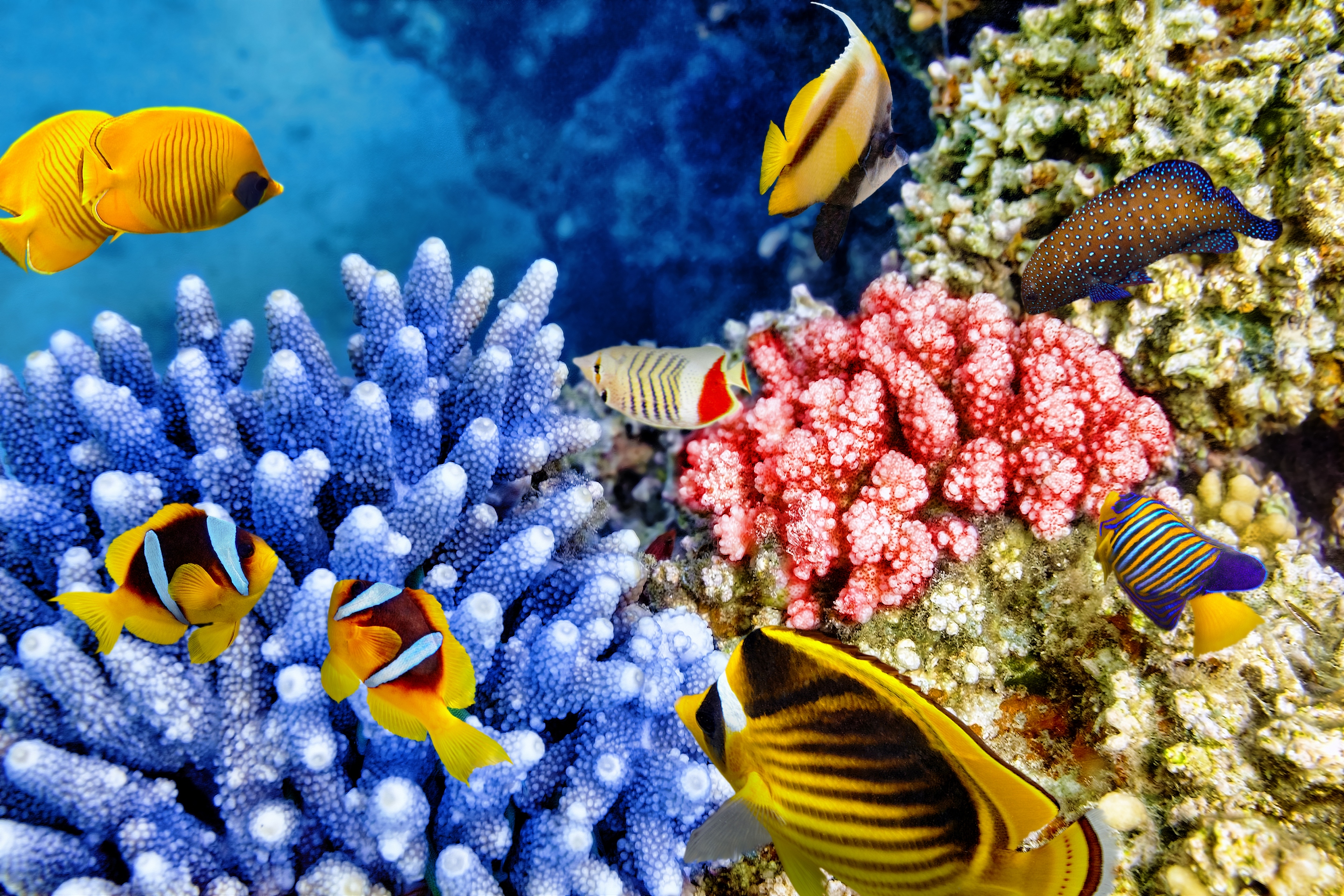 Красивые коралловые рифы. Коралловый риф. Тропические рыбки коралловый риф. Подводный риф риф. Рыбки коралловых рифов в Красном море.
