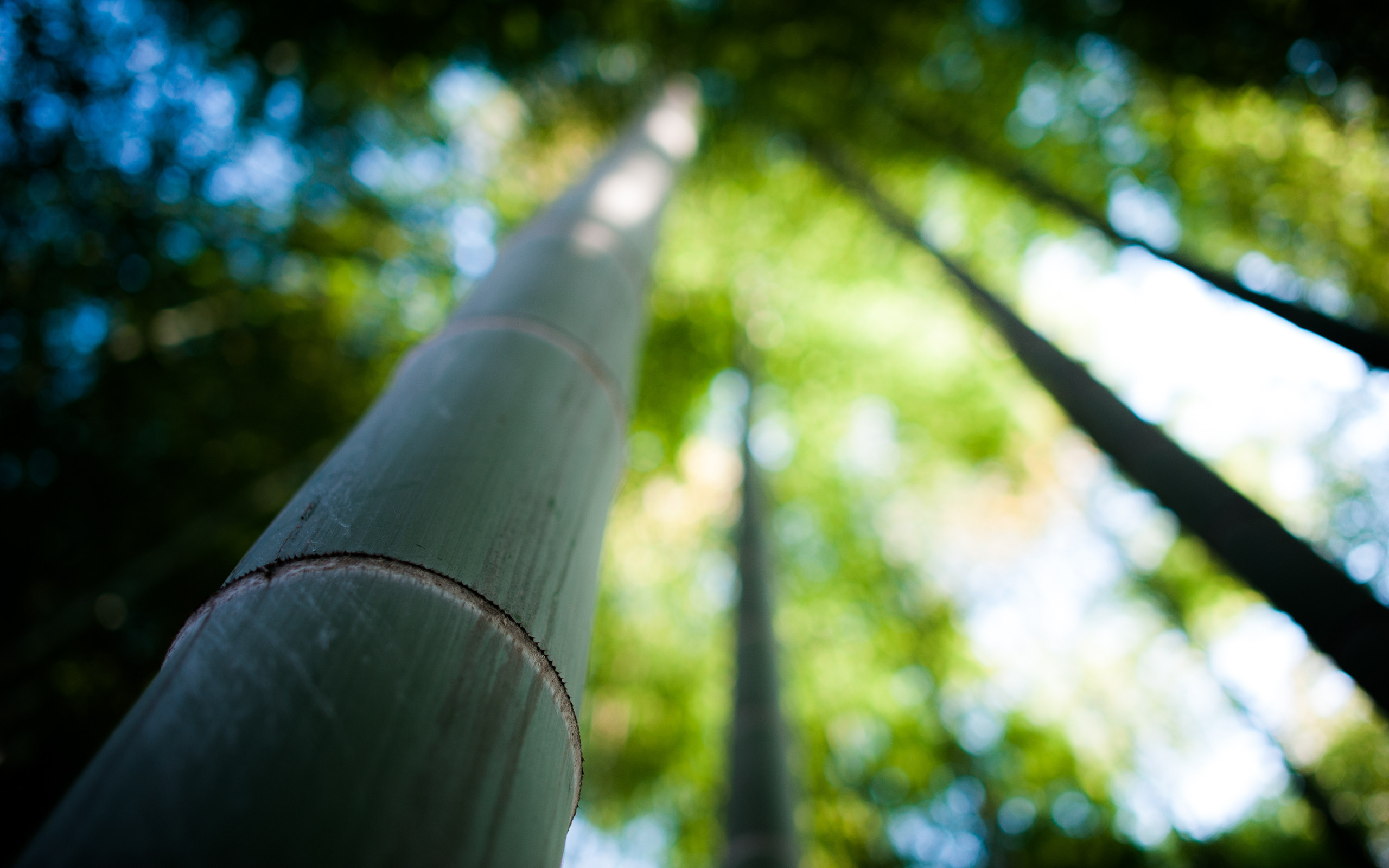 Обои природа, дерево, макро, бамбук, ствол, nature, tree, macro, bamboo, trunk разрешение 2560x1600 Загрузить