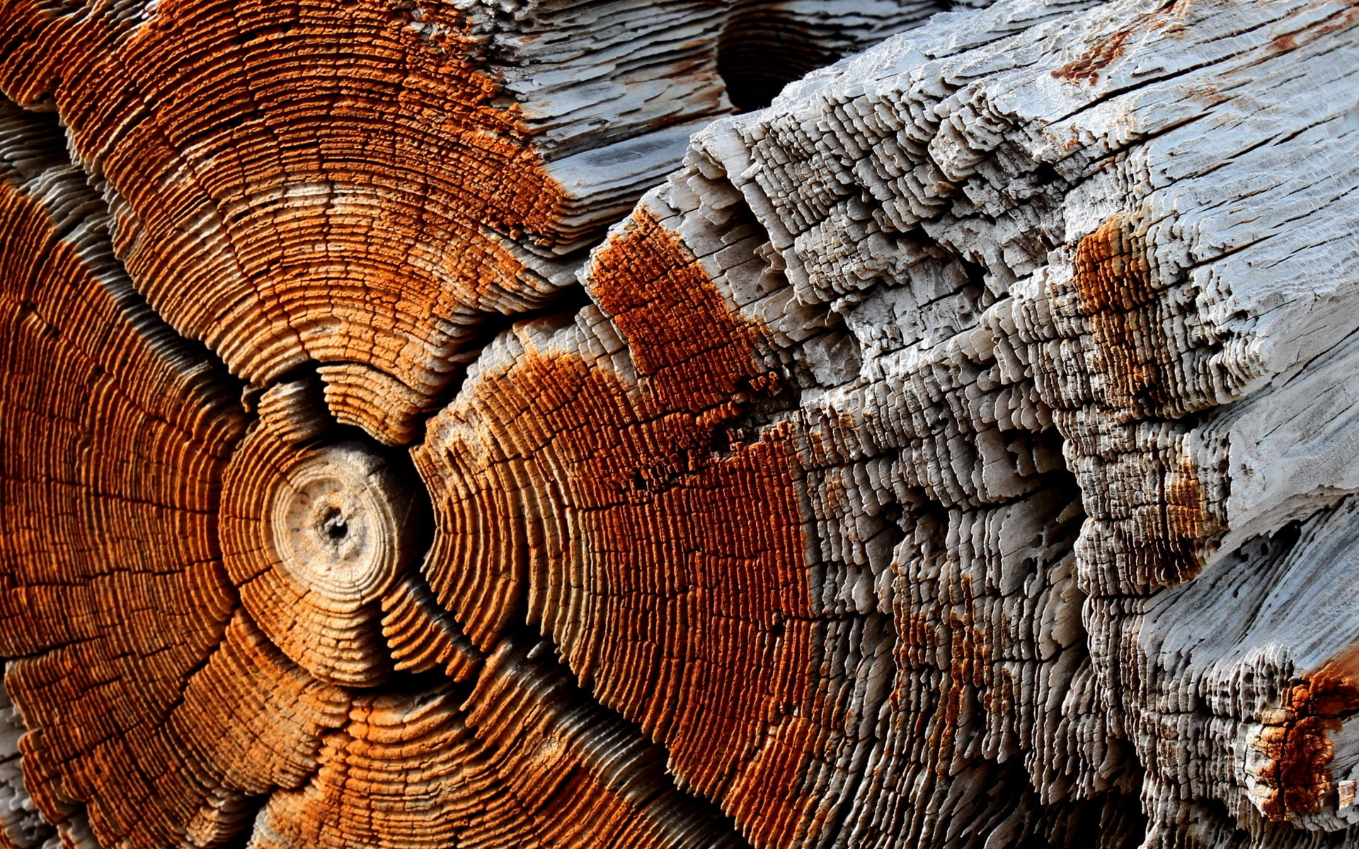 Обои дерево, макро, фон, ствол, древесина, бревно, tree, macro, background, trunk, wood, log разрешение 1920x1200 Загрузить