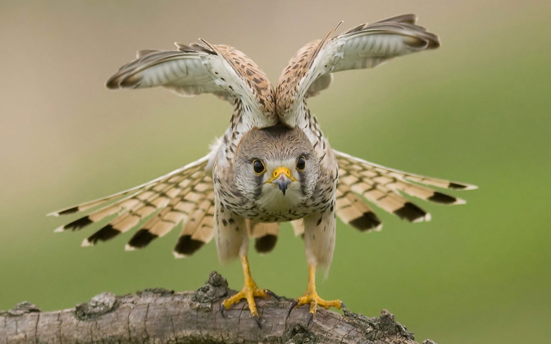 Обои природа, крылья, птица, ястреб, nature, wings, bird, hawk разрешение 1920x1200 Загрузить