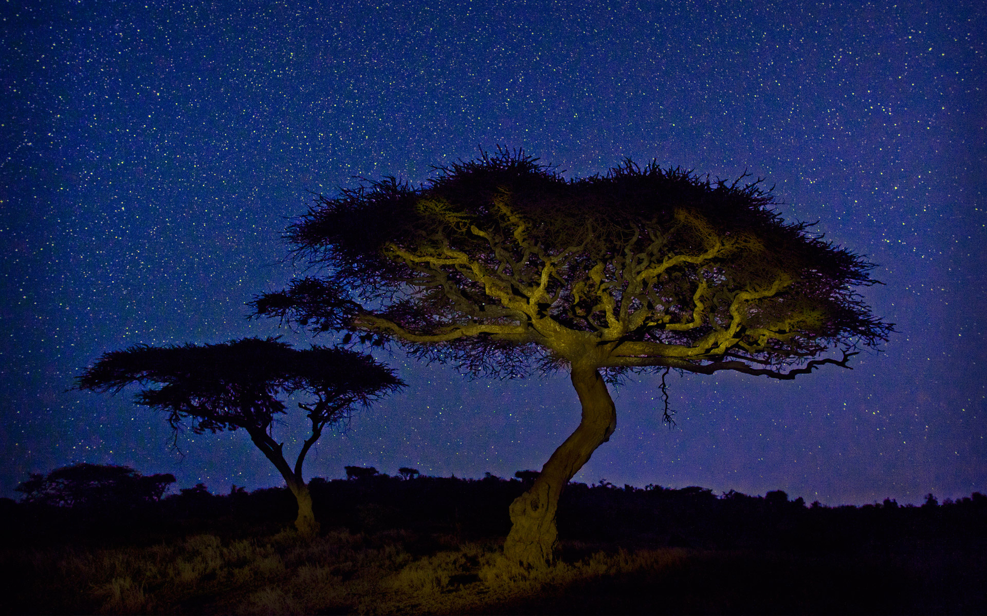 Обои свет, ночь, дерево, звезды, африка, кения, акация, wildlife conservancy, light, night, tree, stars, africa, kenya, acacia разрешение 1920x1200 Загрузить