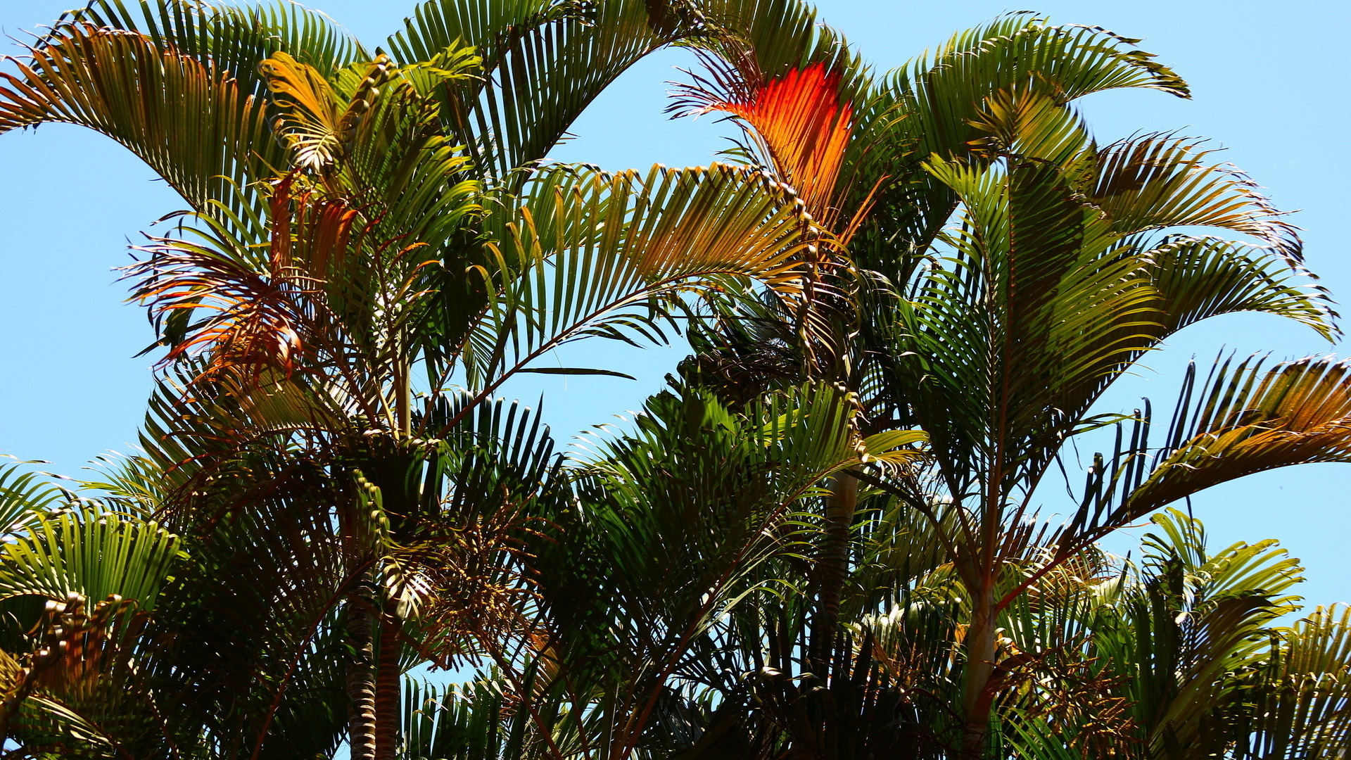 Обои пальмы, красивый, тропики, palm trees, beautiful, tropics разрешение 1920x1080 Загрузить