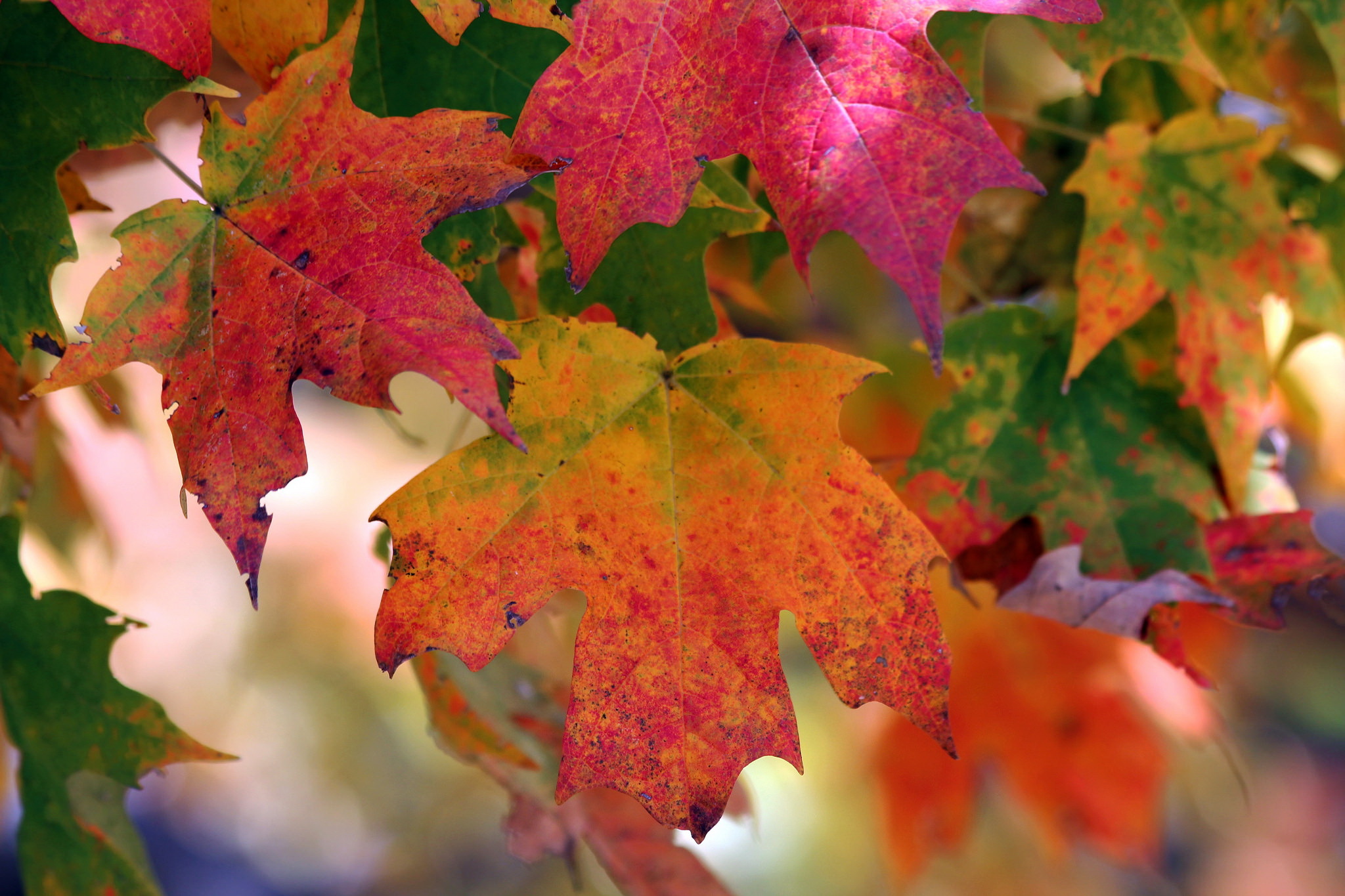 Обои природа, листья, осень, цвет, nature, leaves, autumn, color разрешение 2048x1365 Загрузить