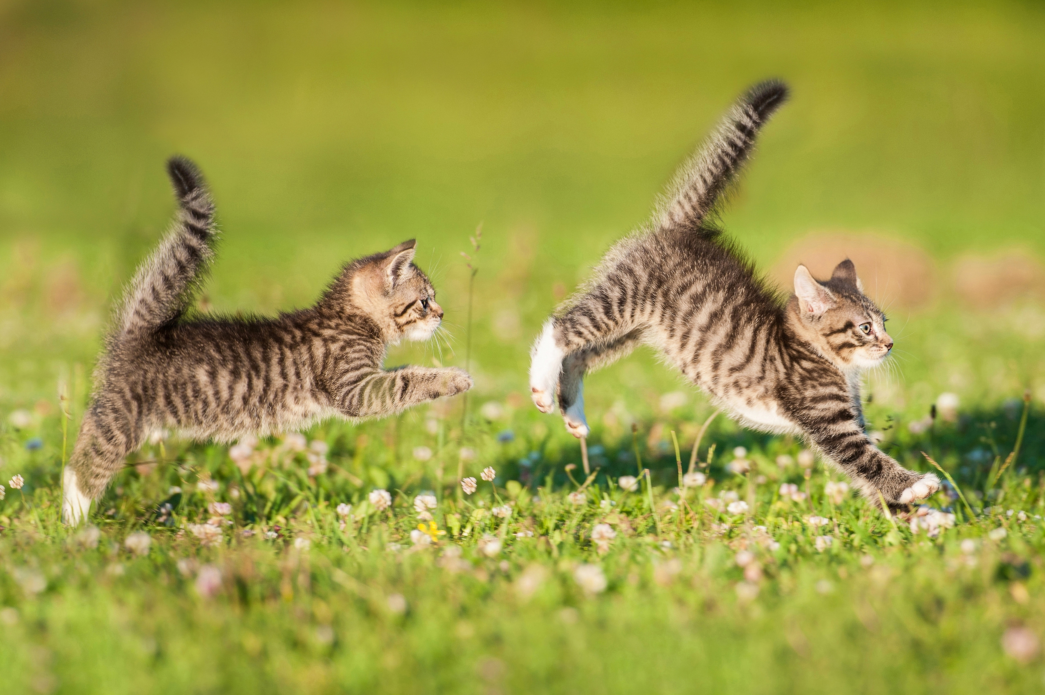 Котята весело играют. Игривый котенок. Кошка бежит. Котята играются. Коты на природе.