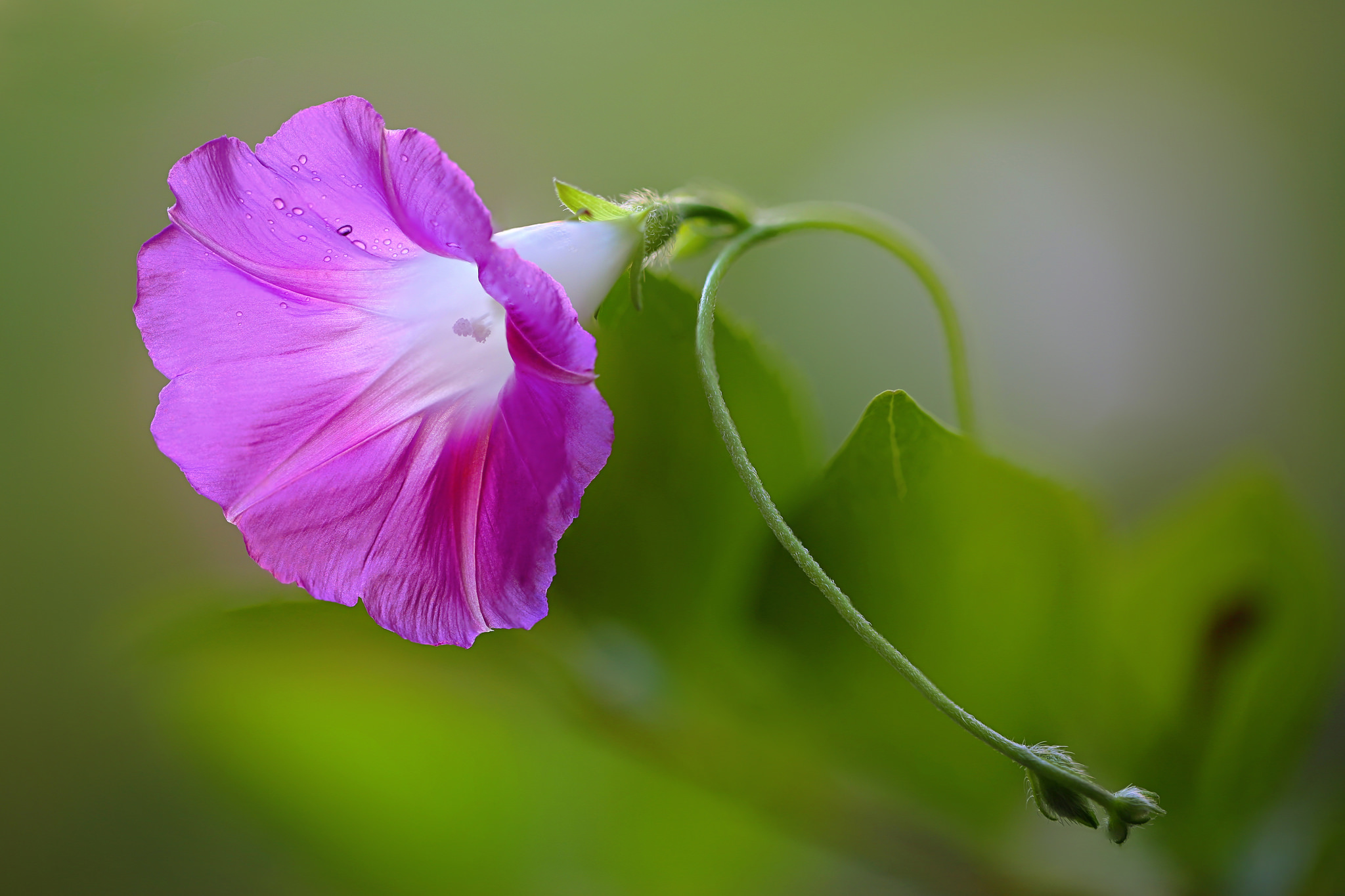 Обои природа, листья, цветок, лепестки, вьюнок, ипомея, nature, leaves, flower, petals, bindweed, morning glory разрешение 2048x1365 Загрузить