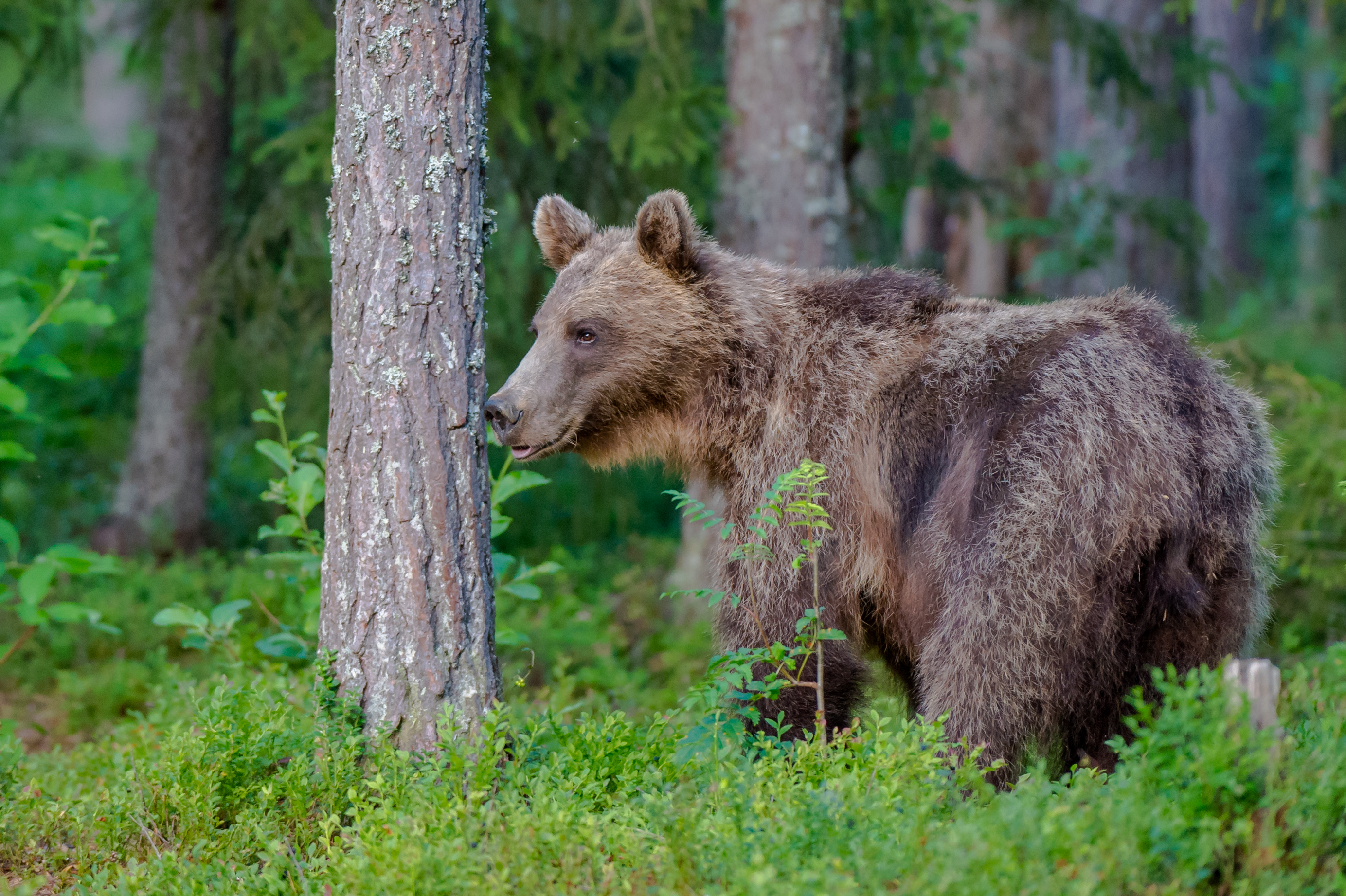 Бурый медведь приспособления. Широколиственные леса бурый медведь. Бурый медведь в смешанных и широколиственных лесах. Широколиственный лес животные бурый медведь. Бурый медведь во Владимирской области.