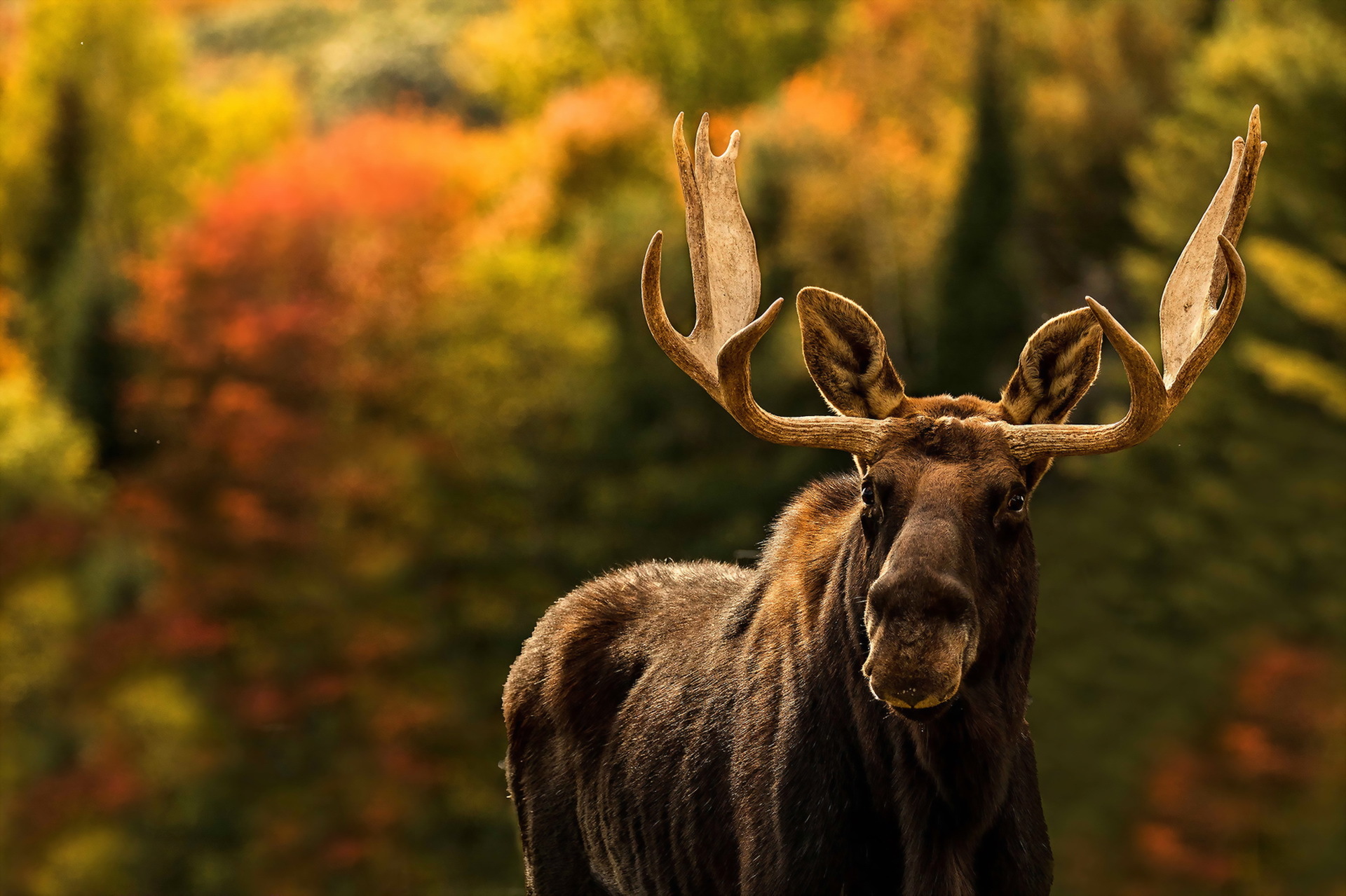 Обои природа, фон, лось, nature, background, moose разрешение 1920x1279 Загрузить